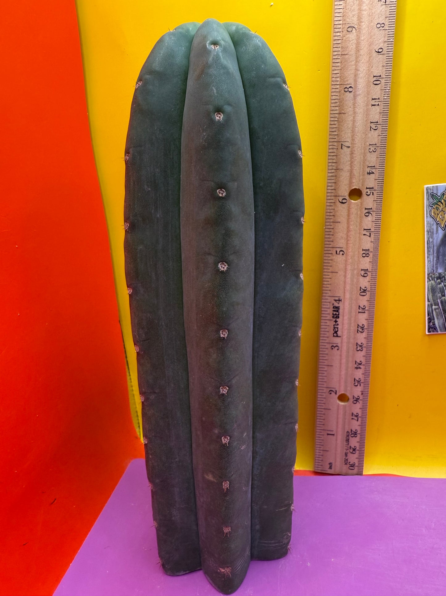 Cahuilla 3.5” thick !from the original stand