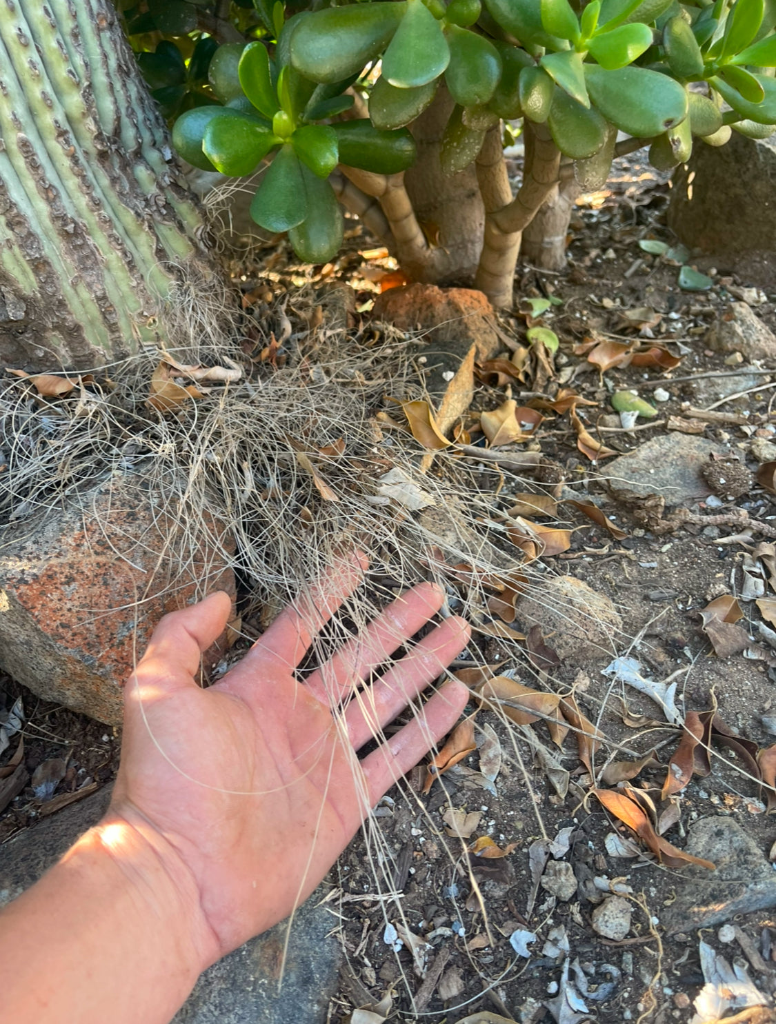 Cephalocereus Senilis Seeds