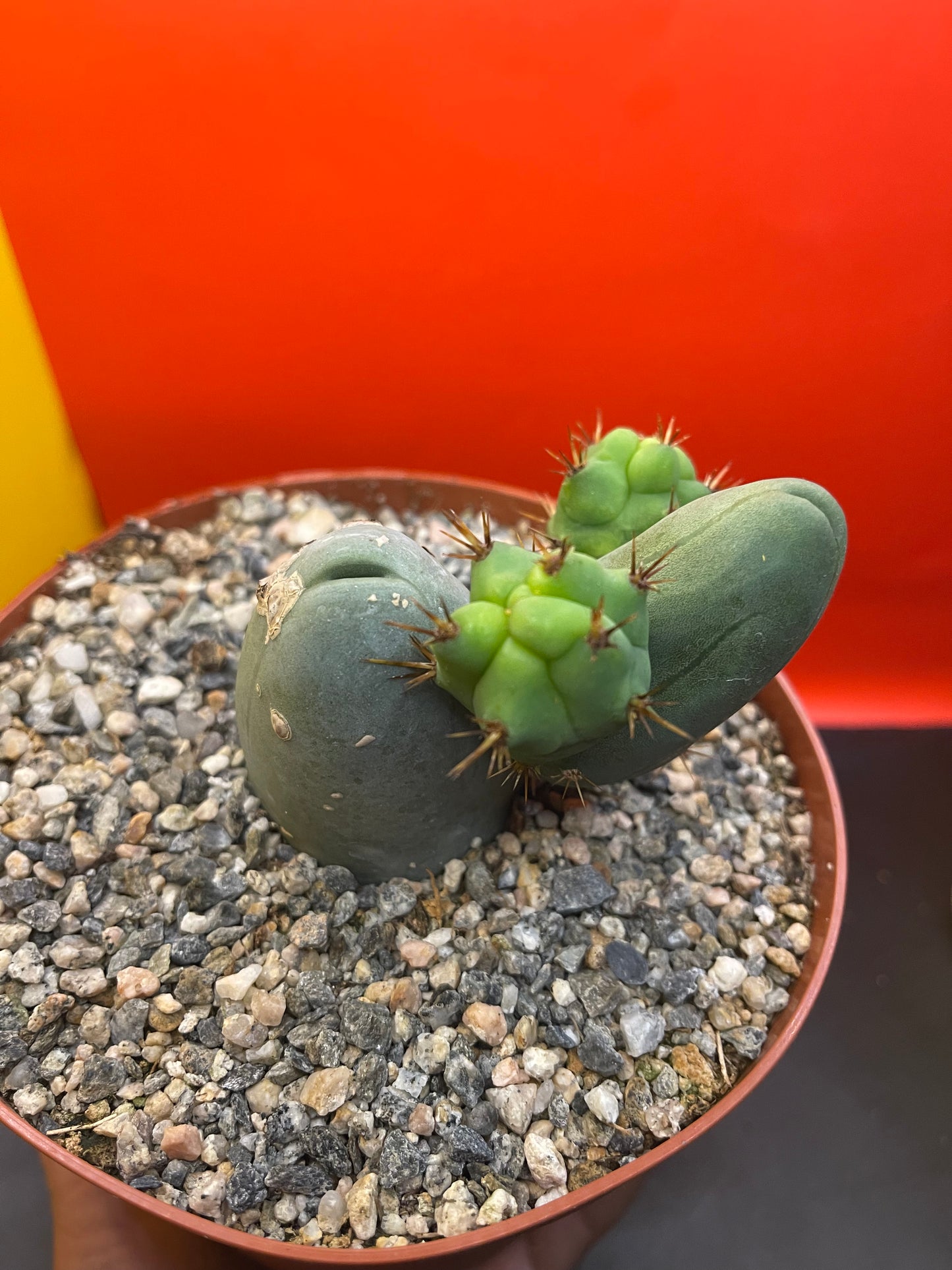 SHIPS IN POT - TBM CACTUS