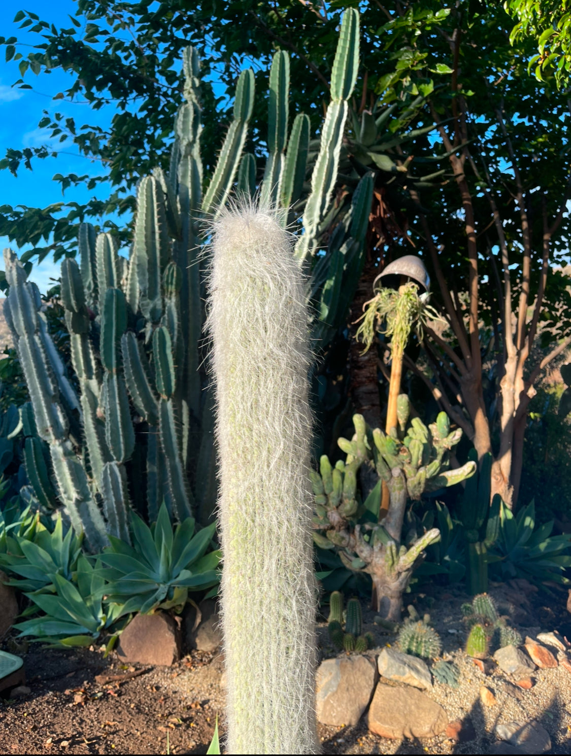 Cephalocereus Senilis Seeds