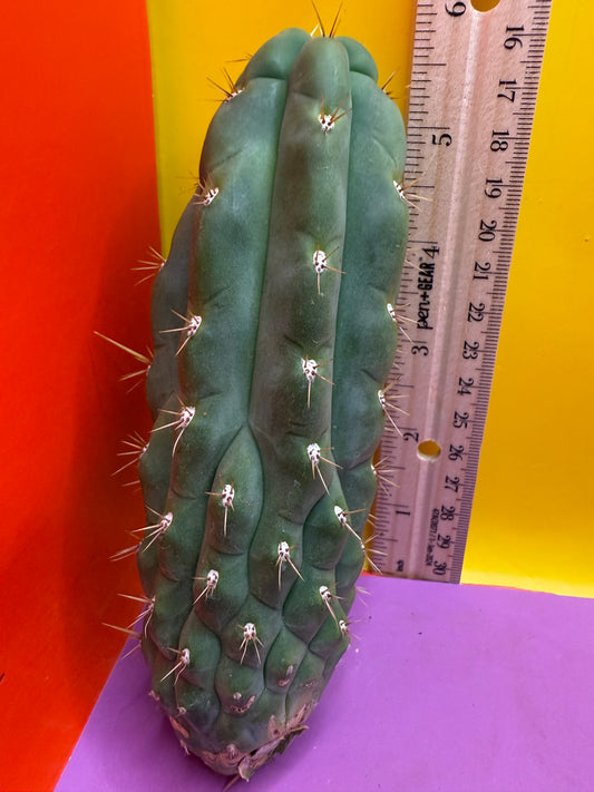 SS03 !!! TRICHOCEREUS