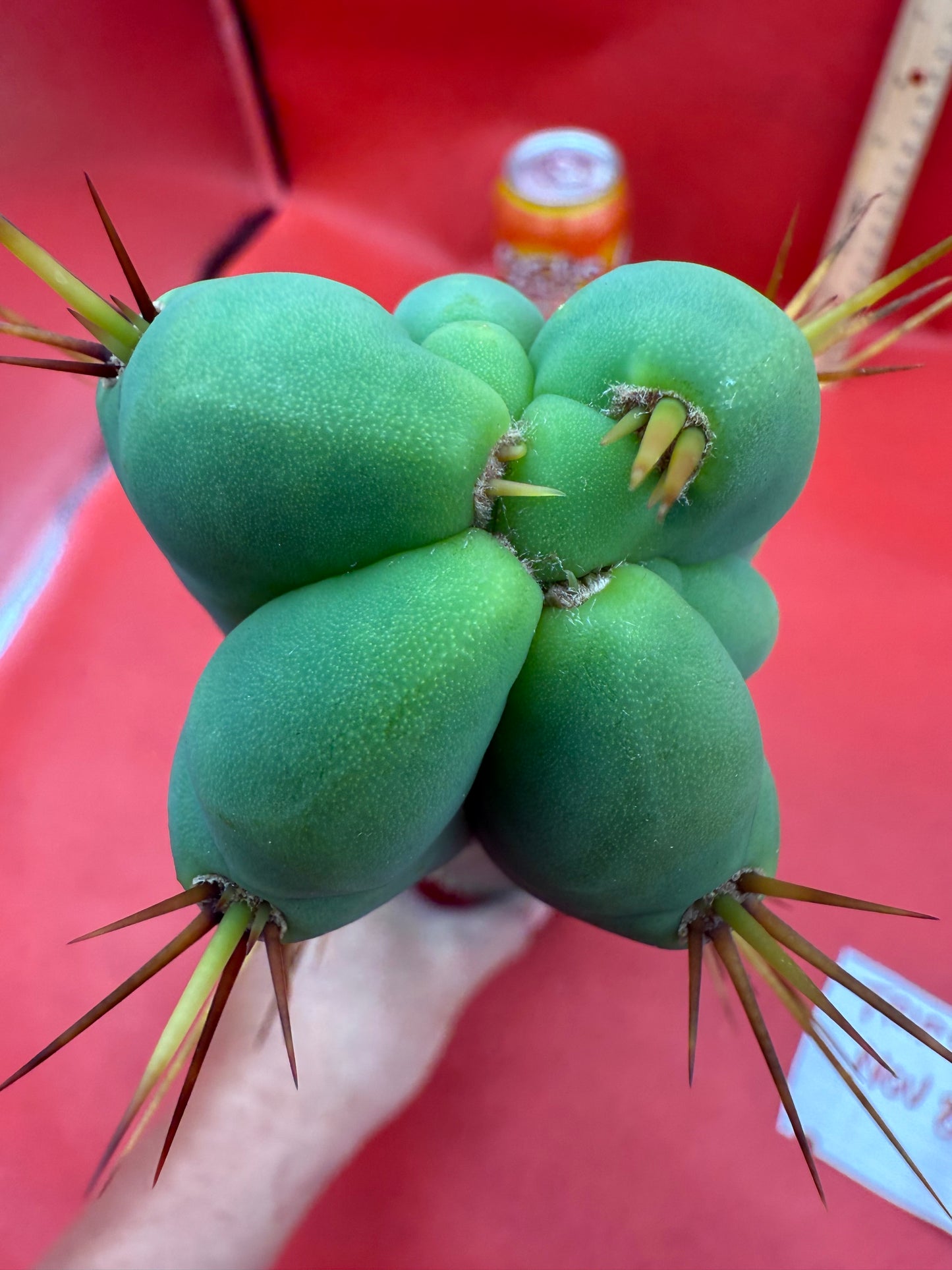 Essedon x Sina Graft , 4 winds !