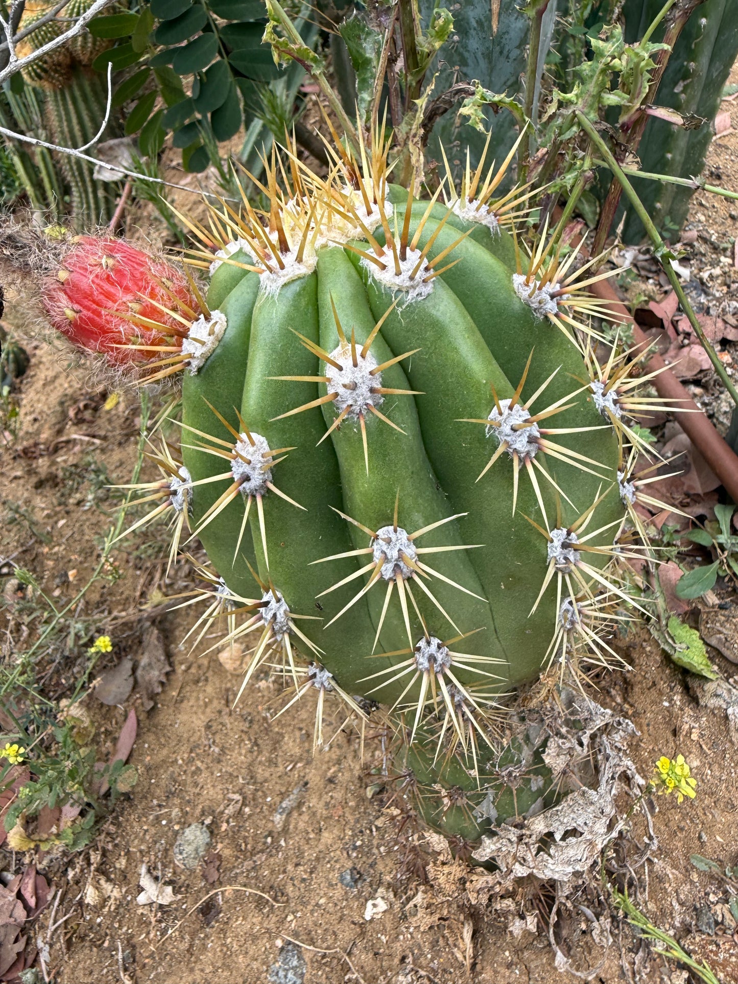 Trichocereus Candacans Seeds