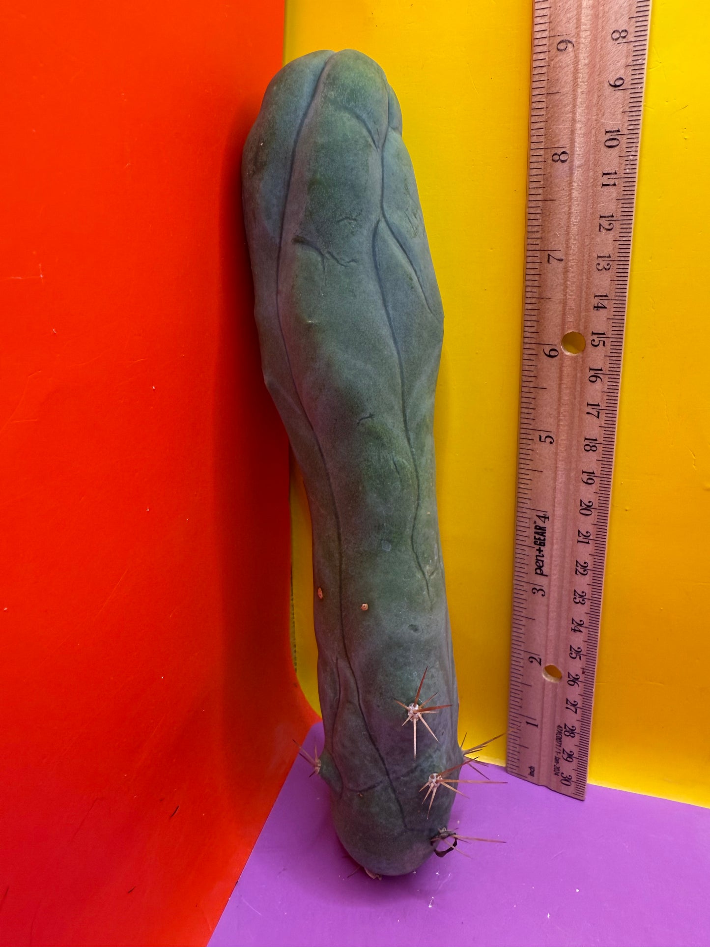 TBM-A long form monstrose cactus !