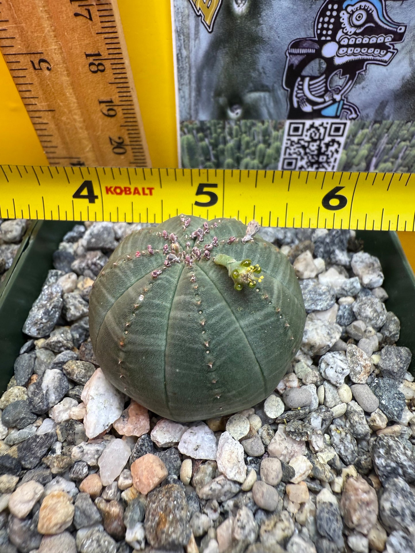 Euphorbia Obesa