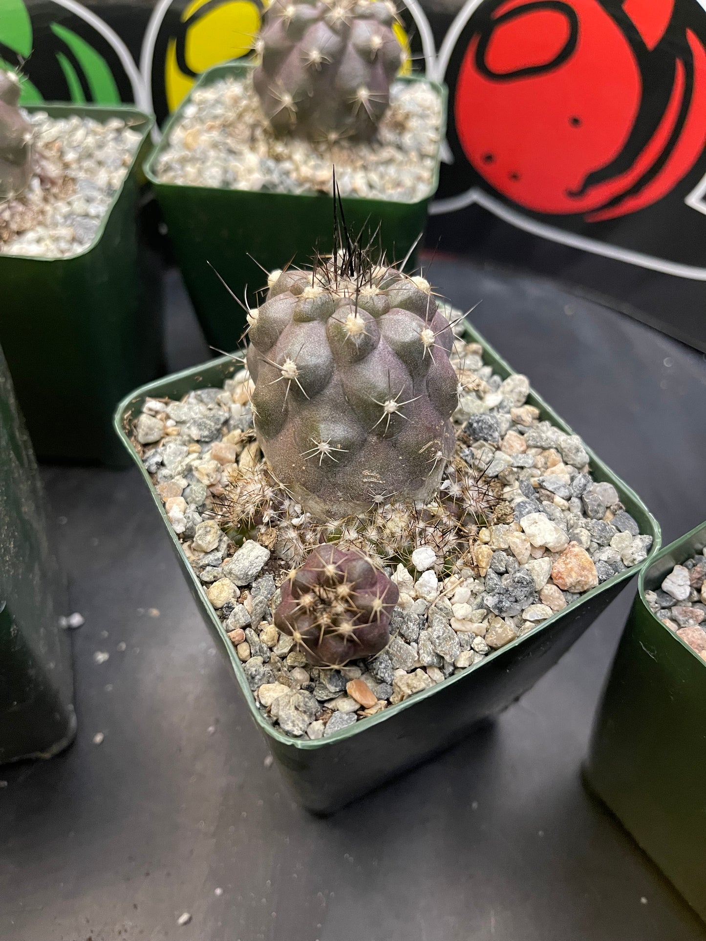 Copiapoa Humilis