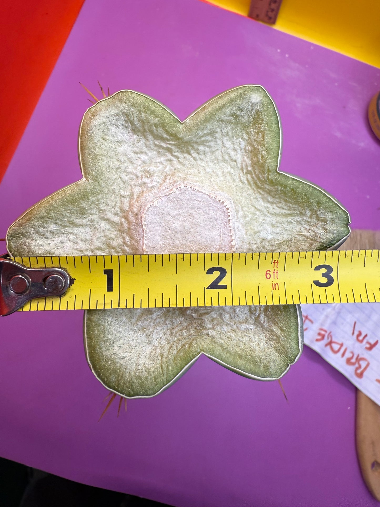 Trichocereus Bridgesii hybrid !