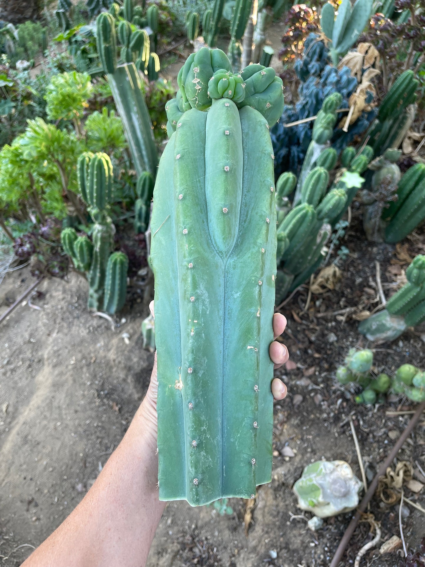 Freak Cahuilla !!! Trichocereus