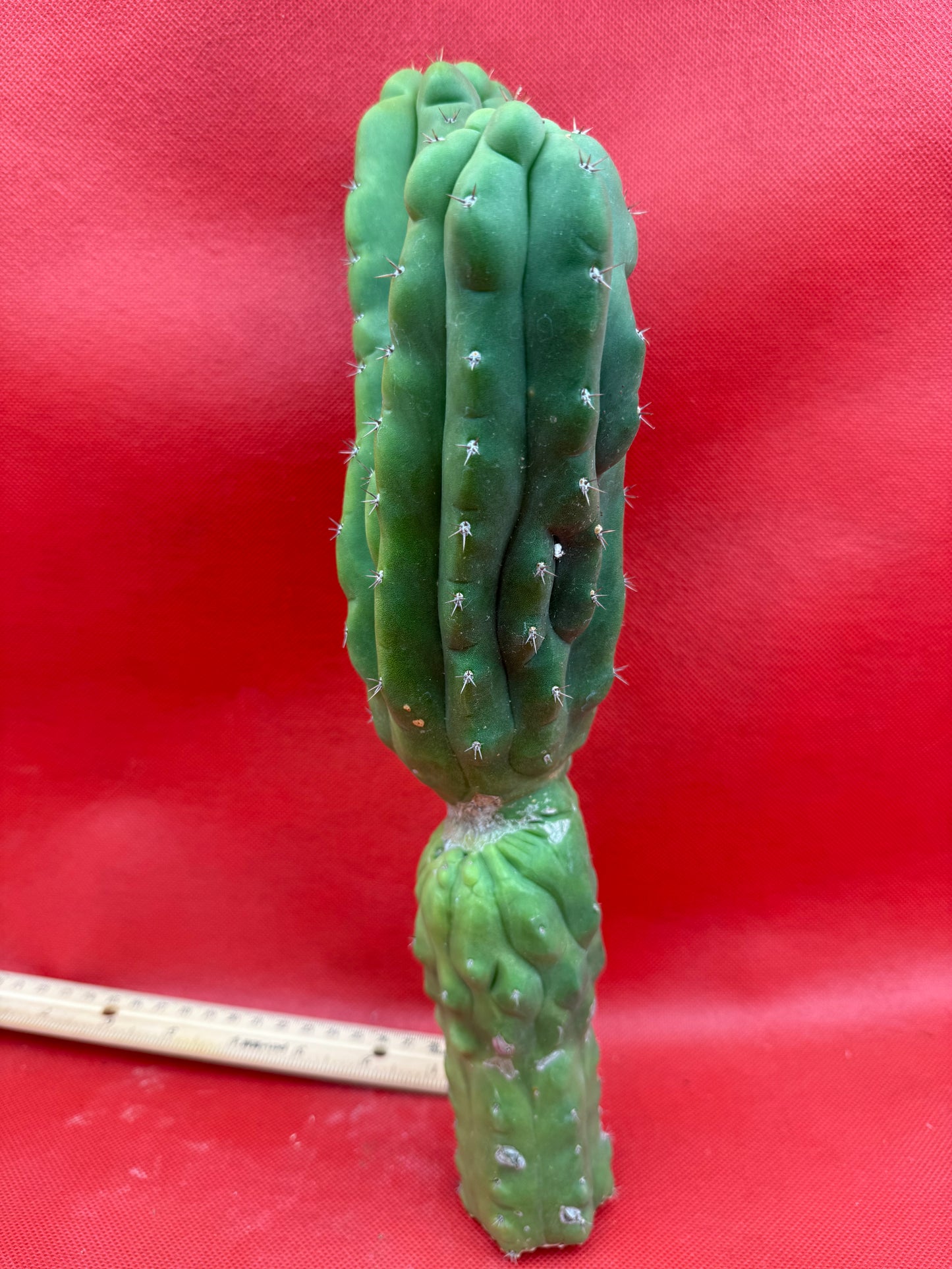 Dicot TPM !! Trichocereus Pachanoi monstrose