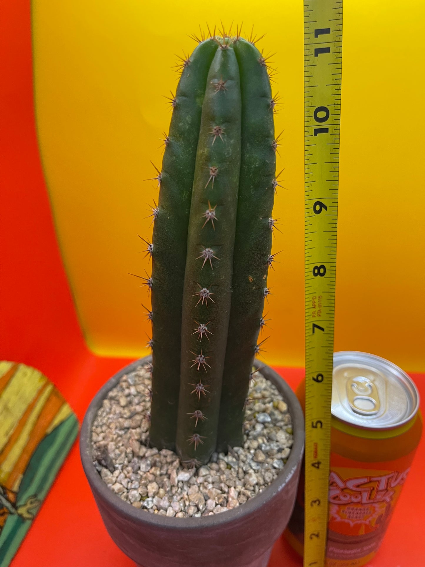 CCVP ! San Pedro cactus