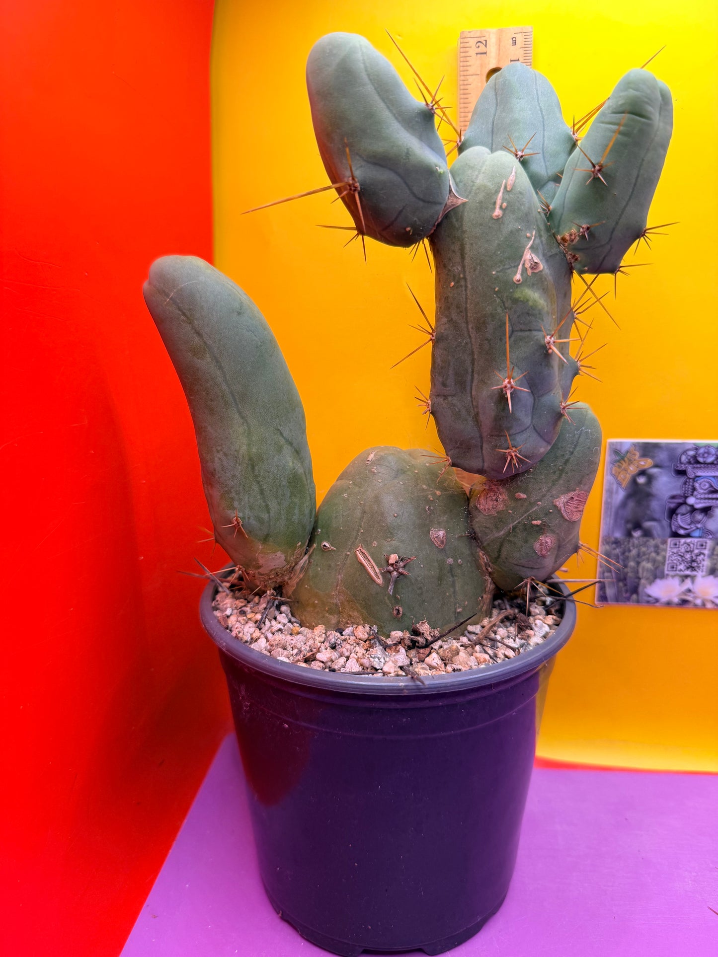 HUGE MAIN SECTION ! Strong thick TBM Stand