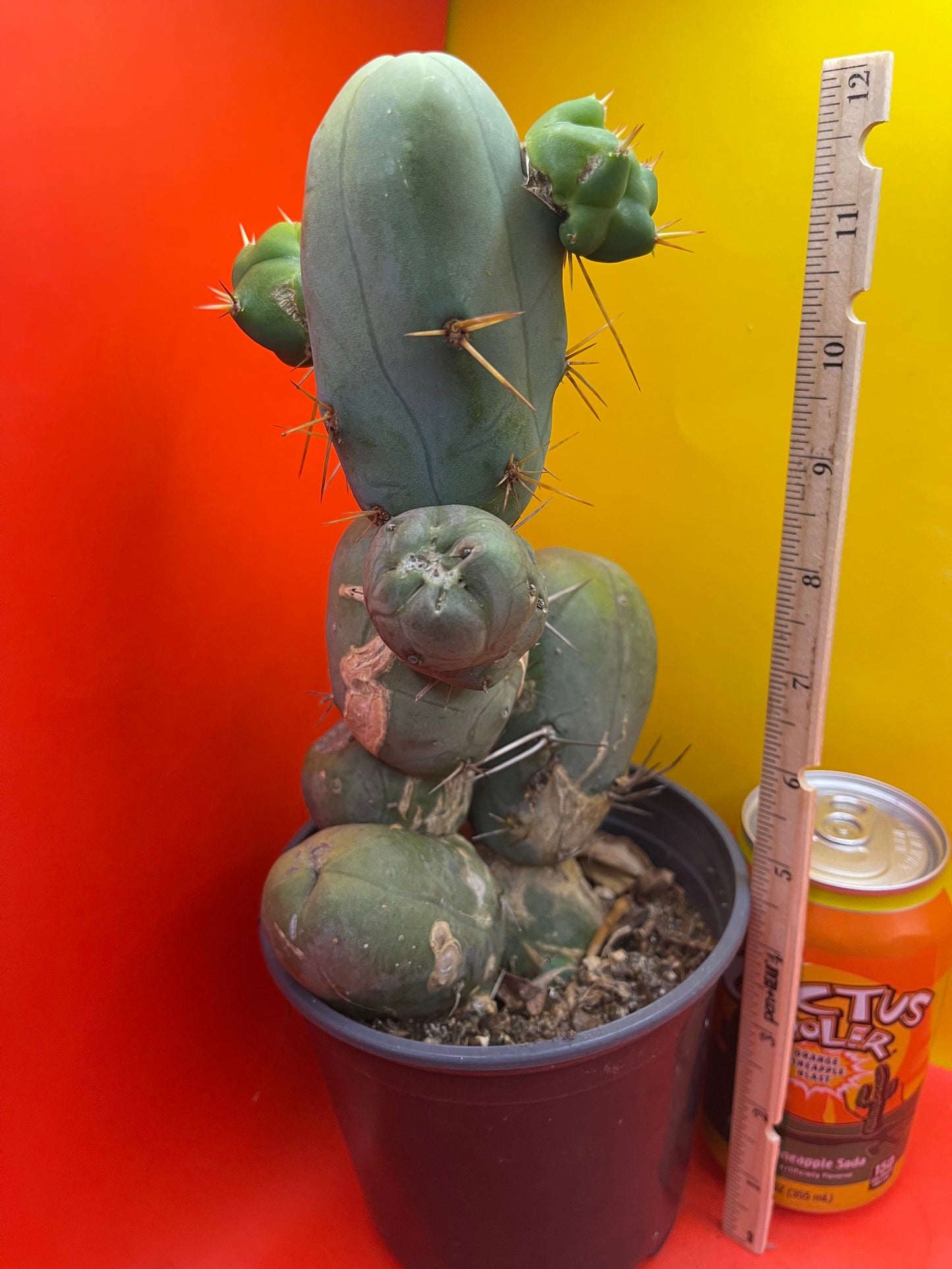 TBM !!! Potted cactus