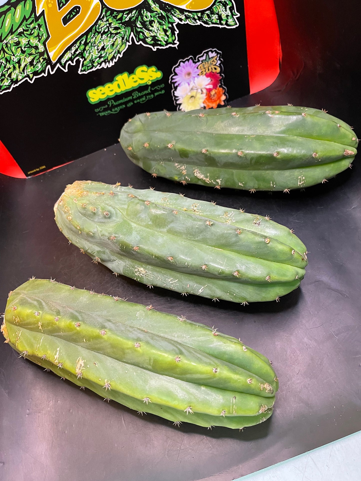 3 cactus cuttings