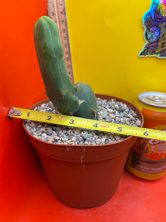 TBM exact cactus ships in 6” pot