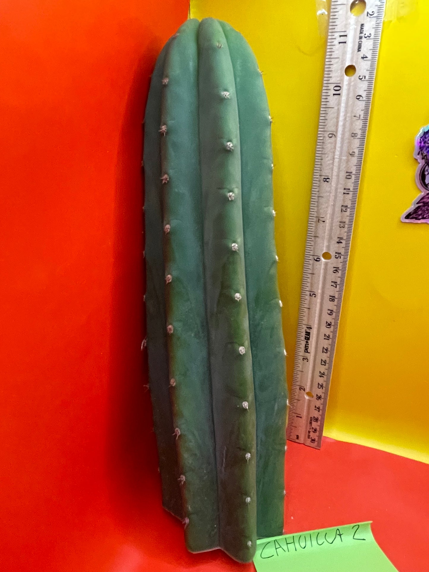 Cahuilla Cactus
