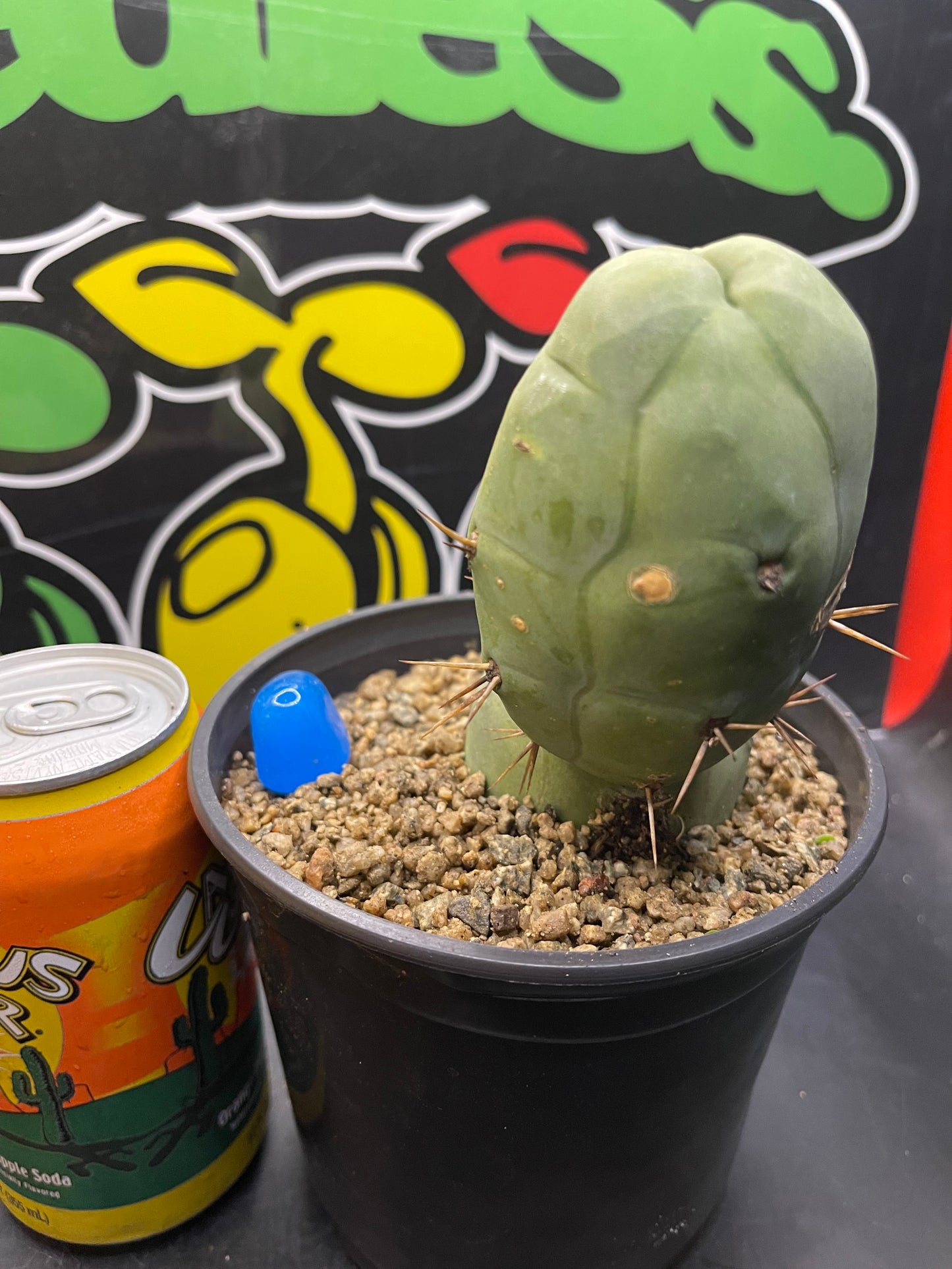 TBM - San Pedro cactus🌵peniscactus