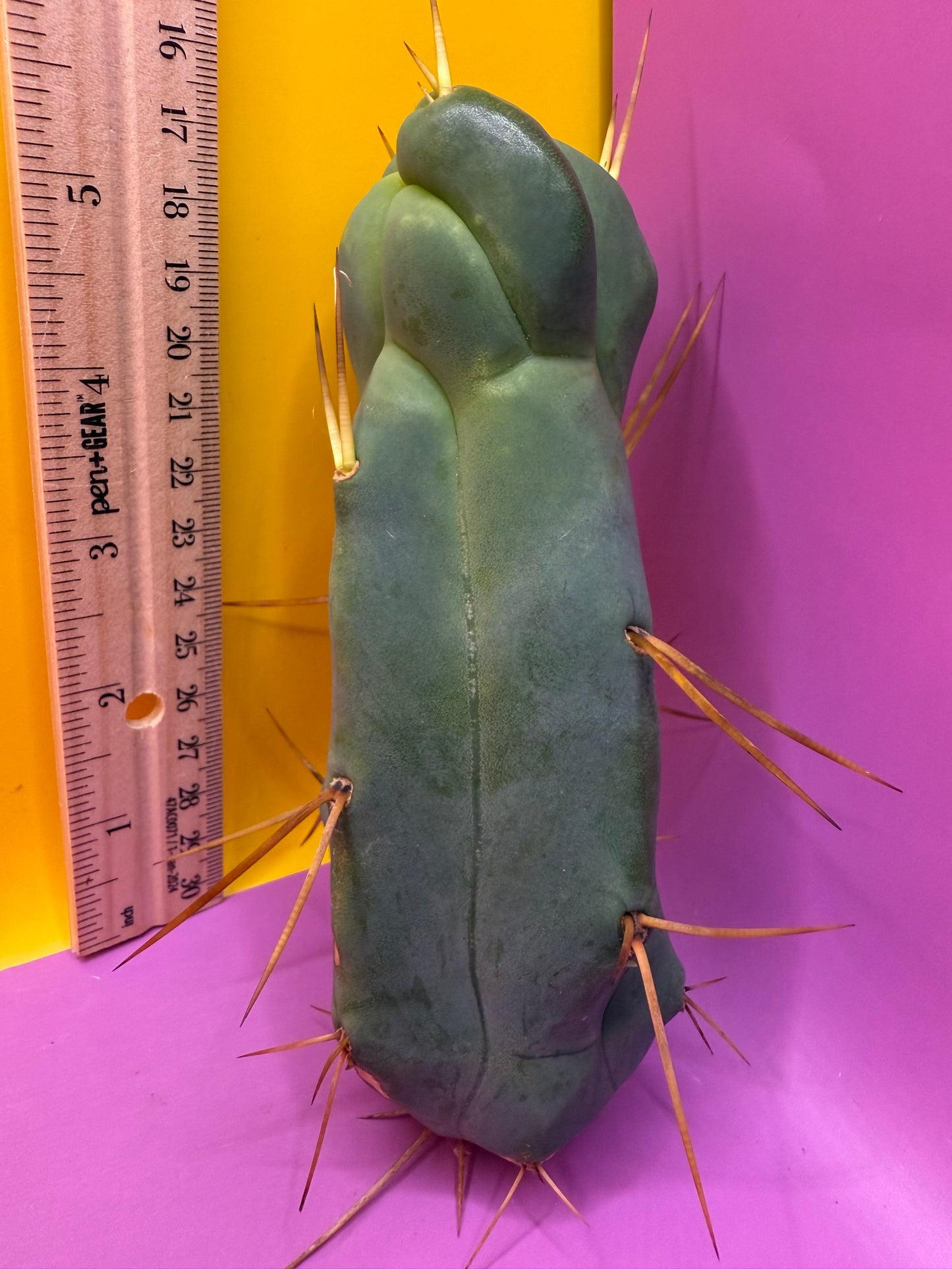 Walt’s dragon 🐉