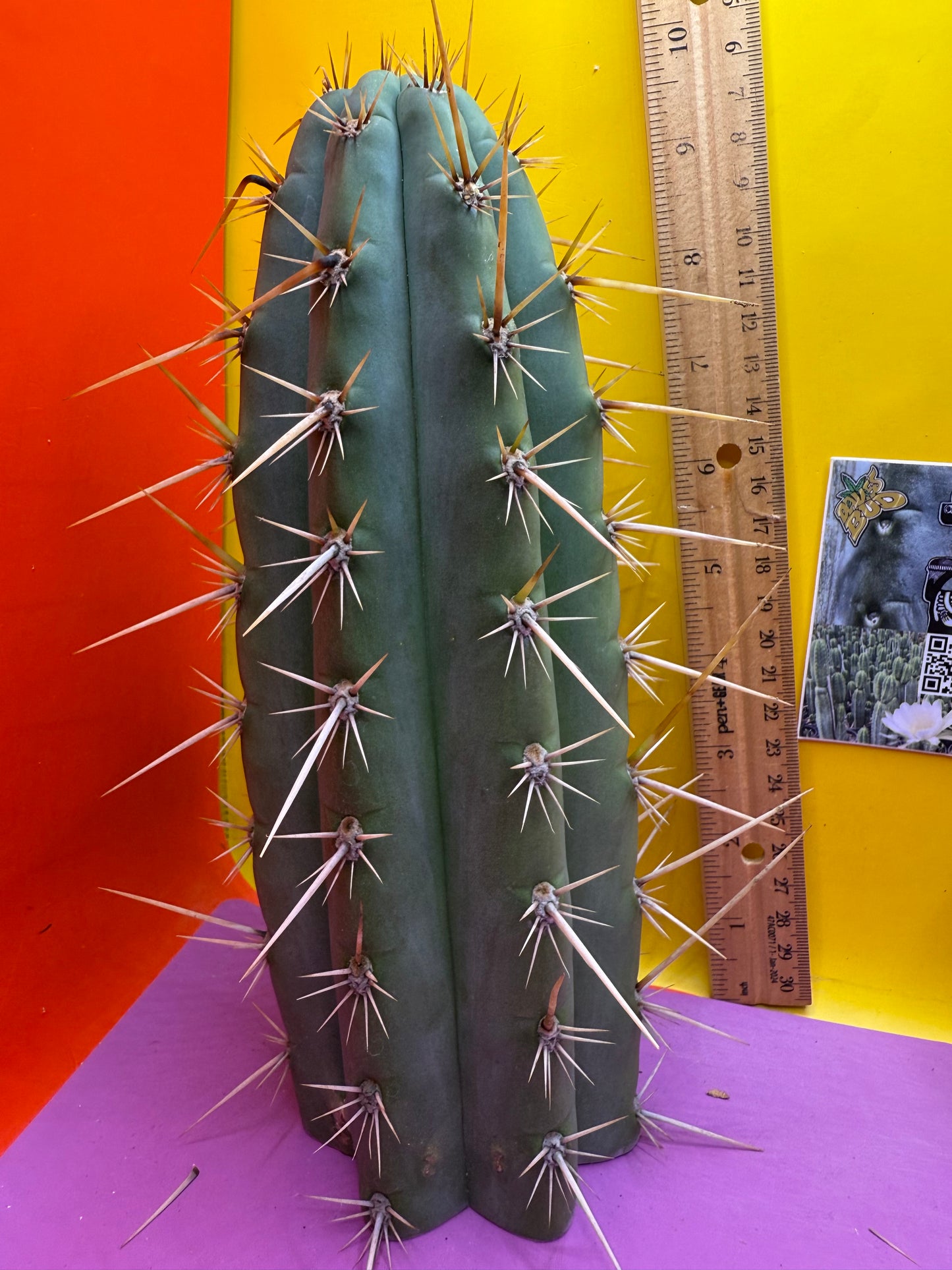 Trichocereus Puquiensis - cv “Linda”