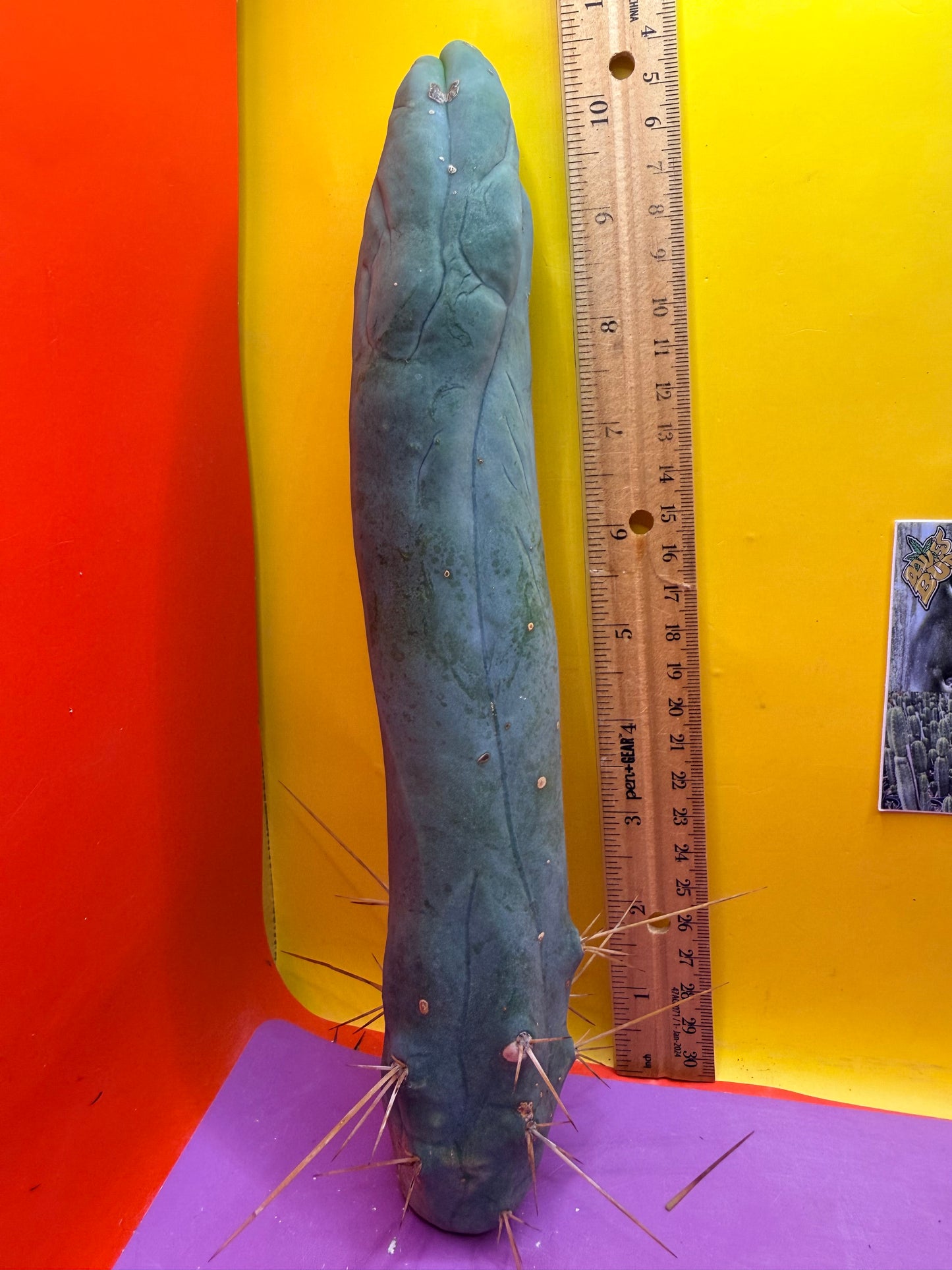 Long form TBM cactus cutting type A