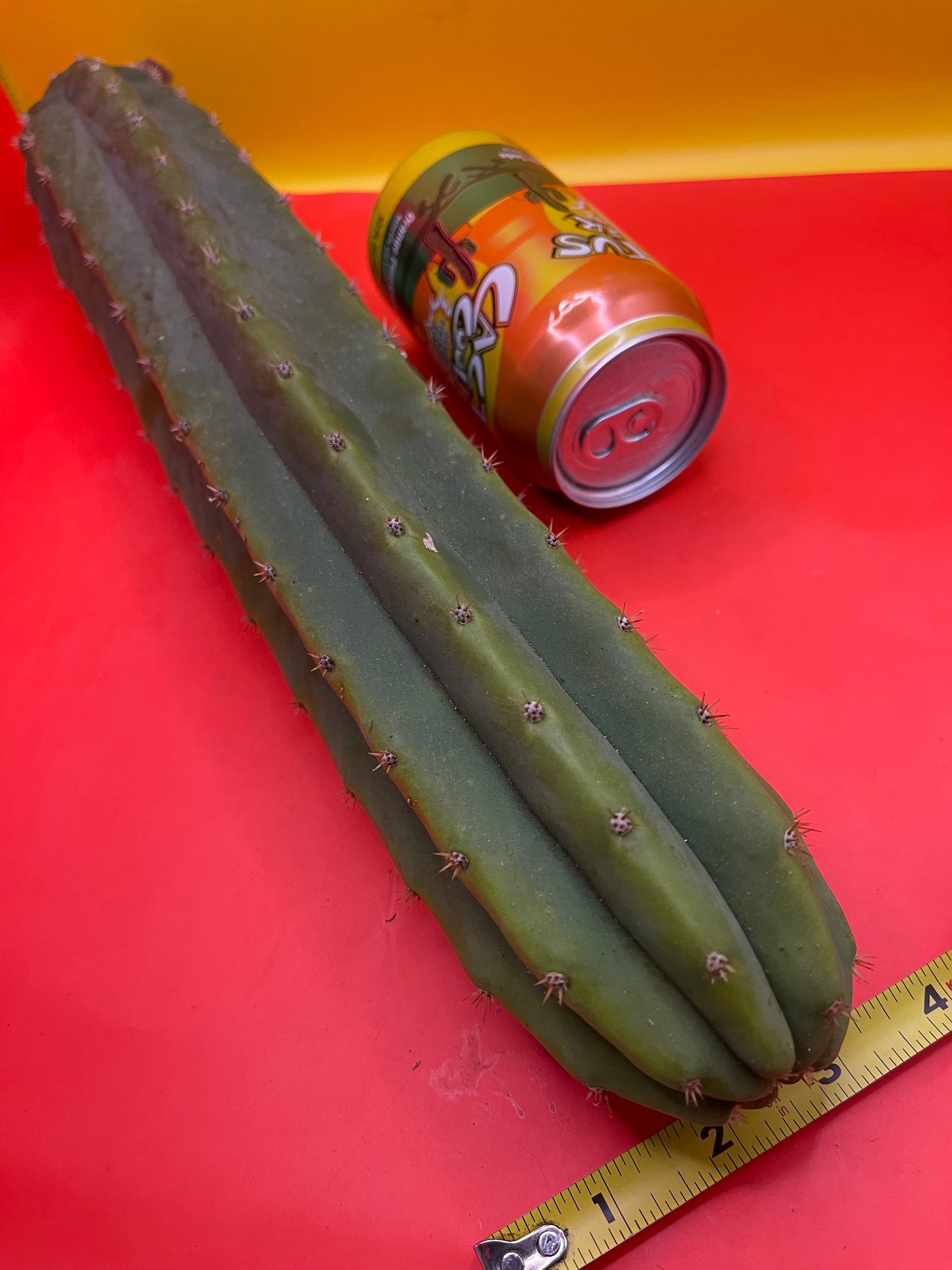 SAN PEDRO CACTUS ! 16-18” long & 3”+thick