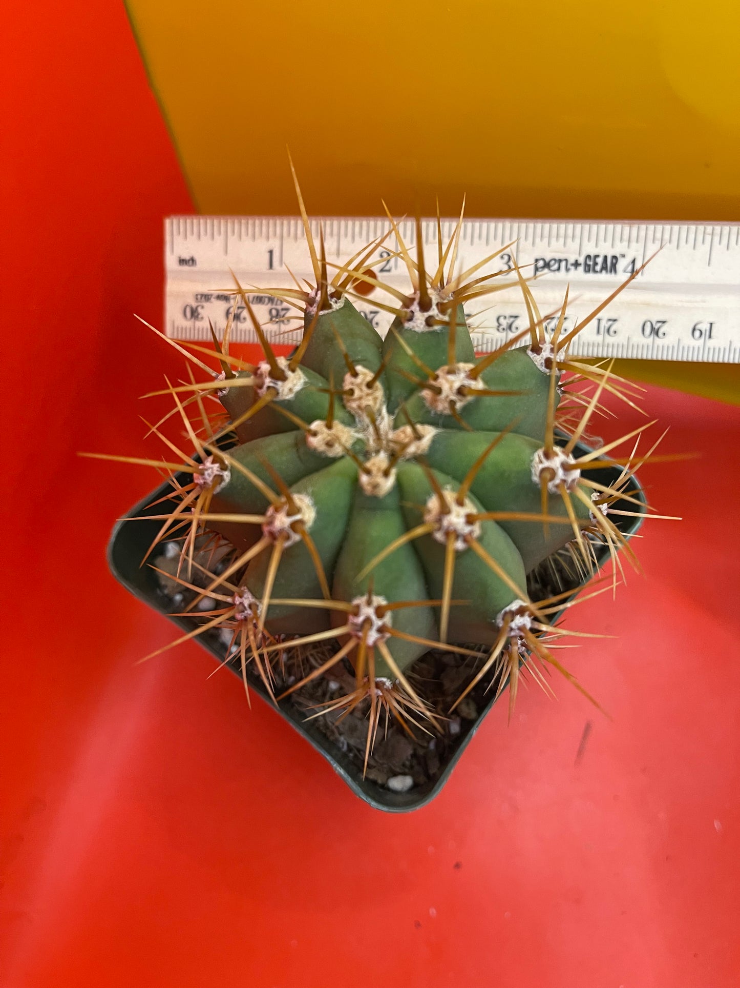 Terscheckii potted cactus !