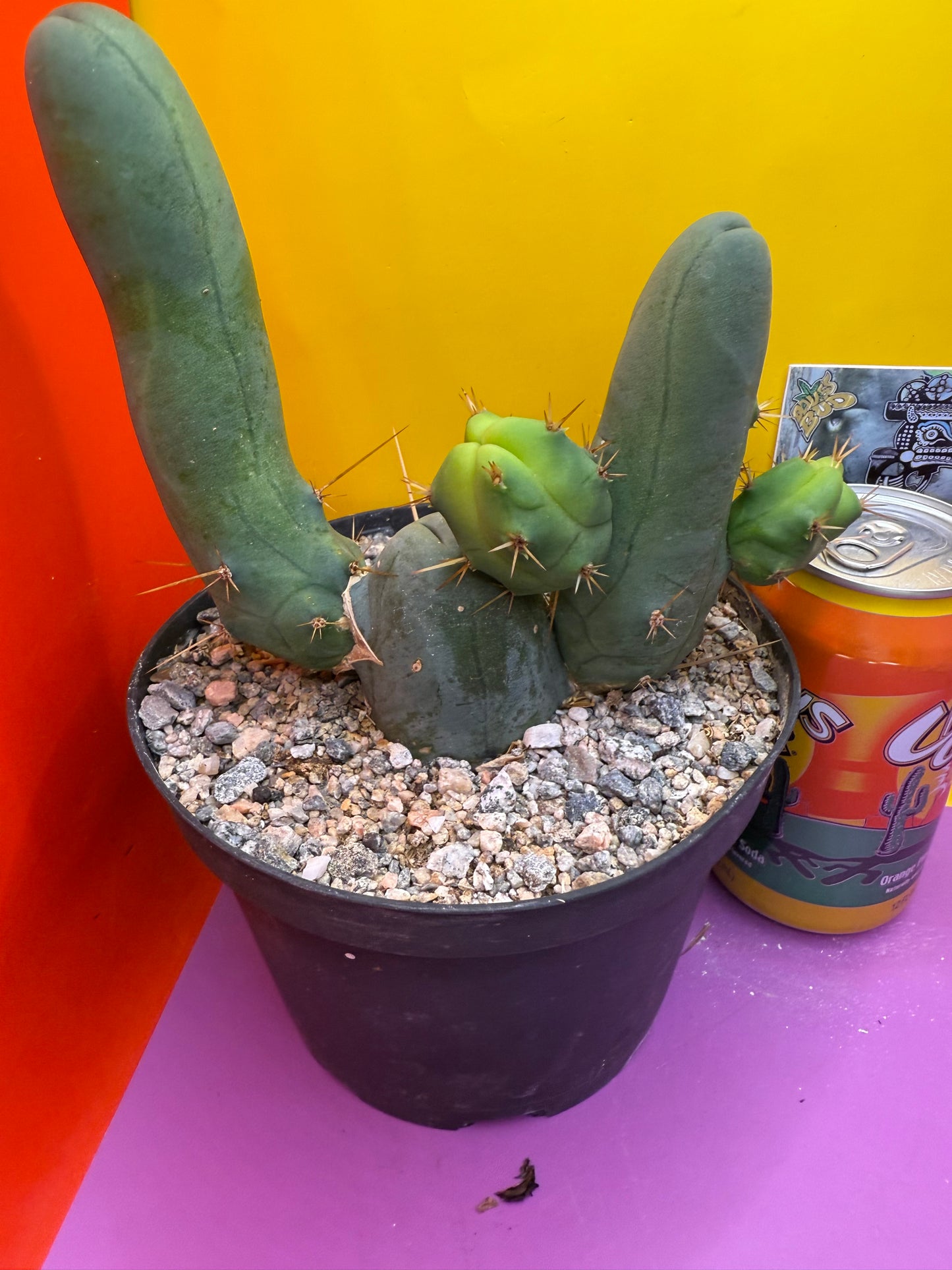 Tbm in 6” wide pot with 6 segments