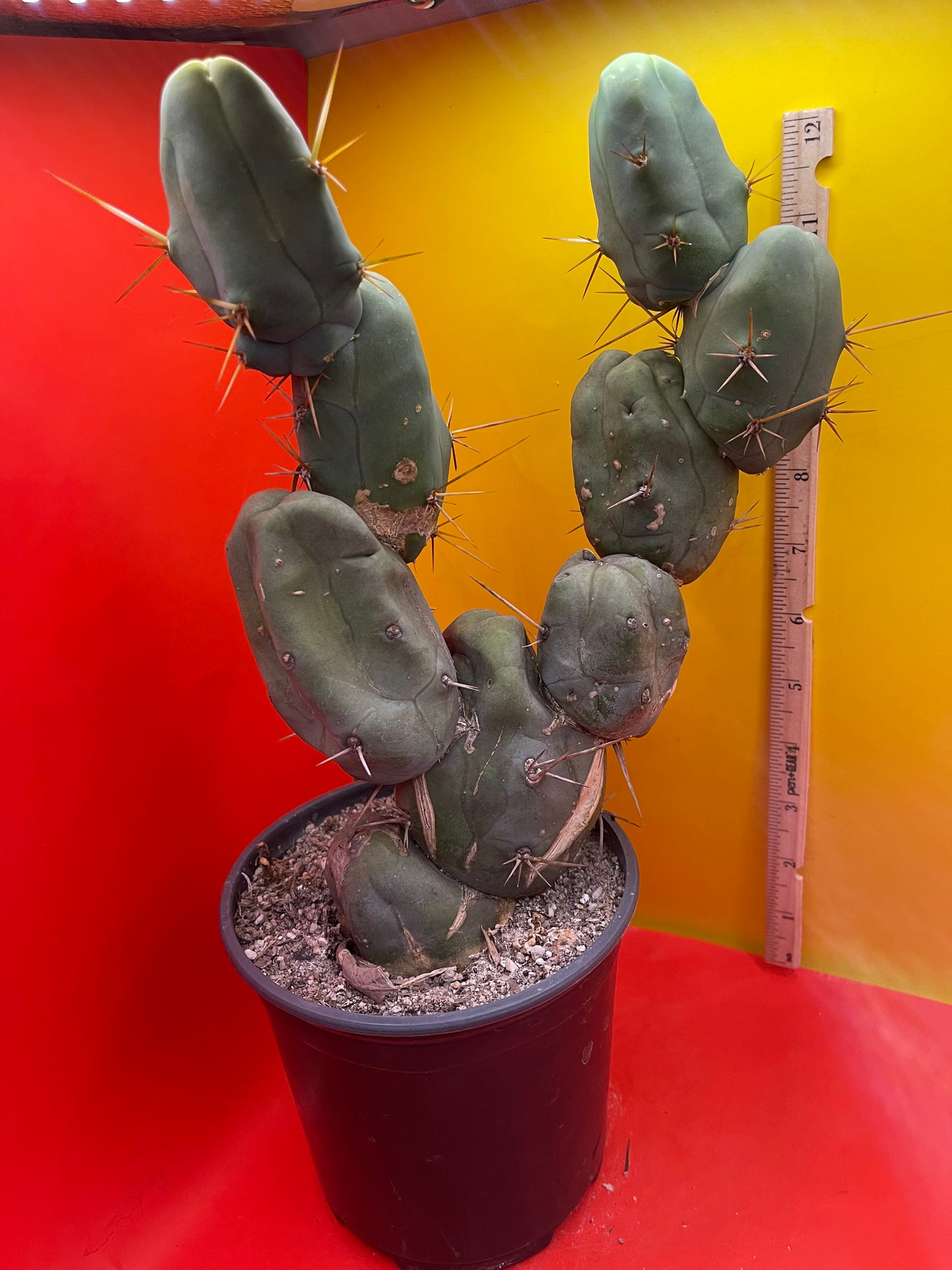 Tbm-B cactus in pot !