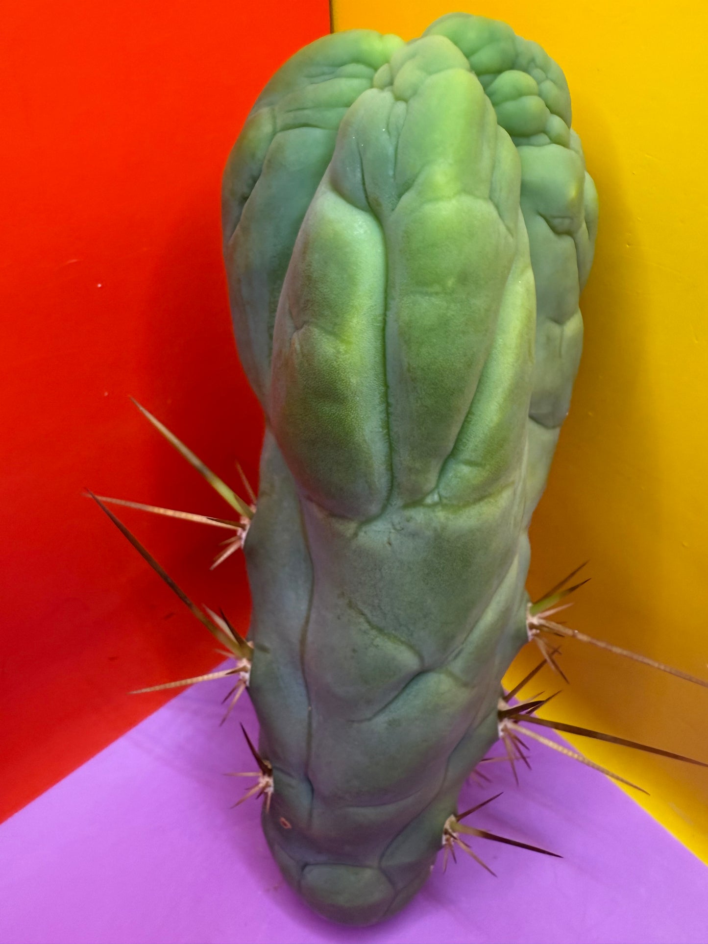 Bruce’s Dragon - almost 3” thick !