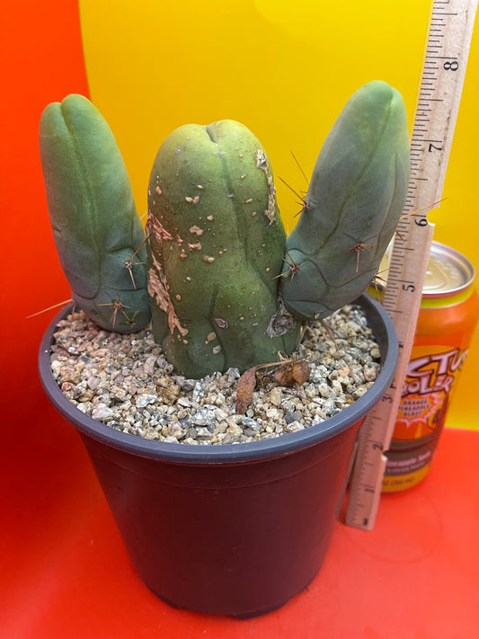 Penis cactus !!