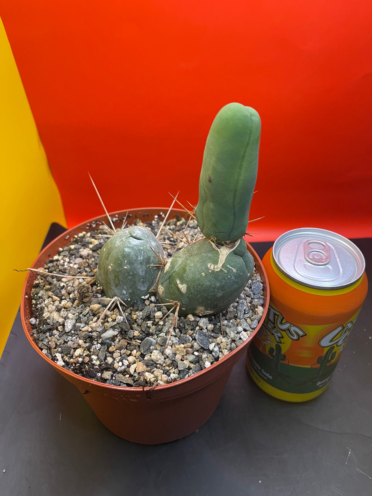 PENISCACTUS!!!