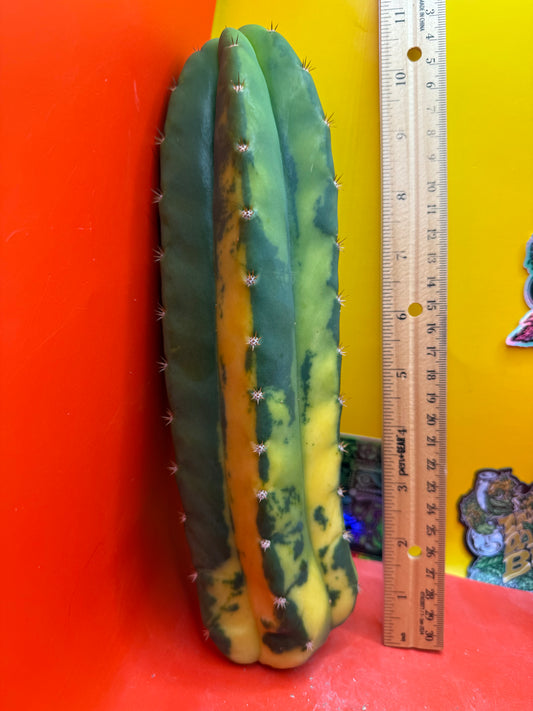 Variegated San Pedro Cactus