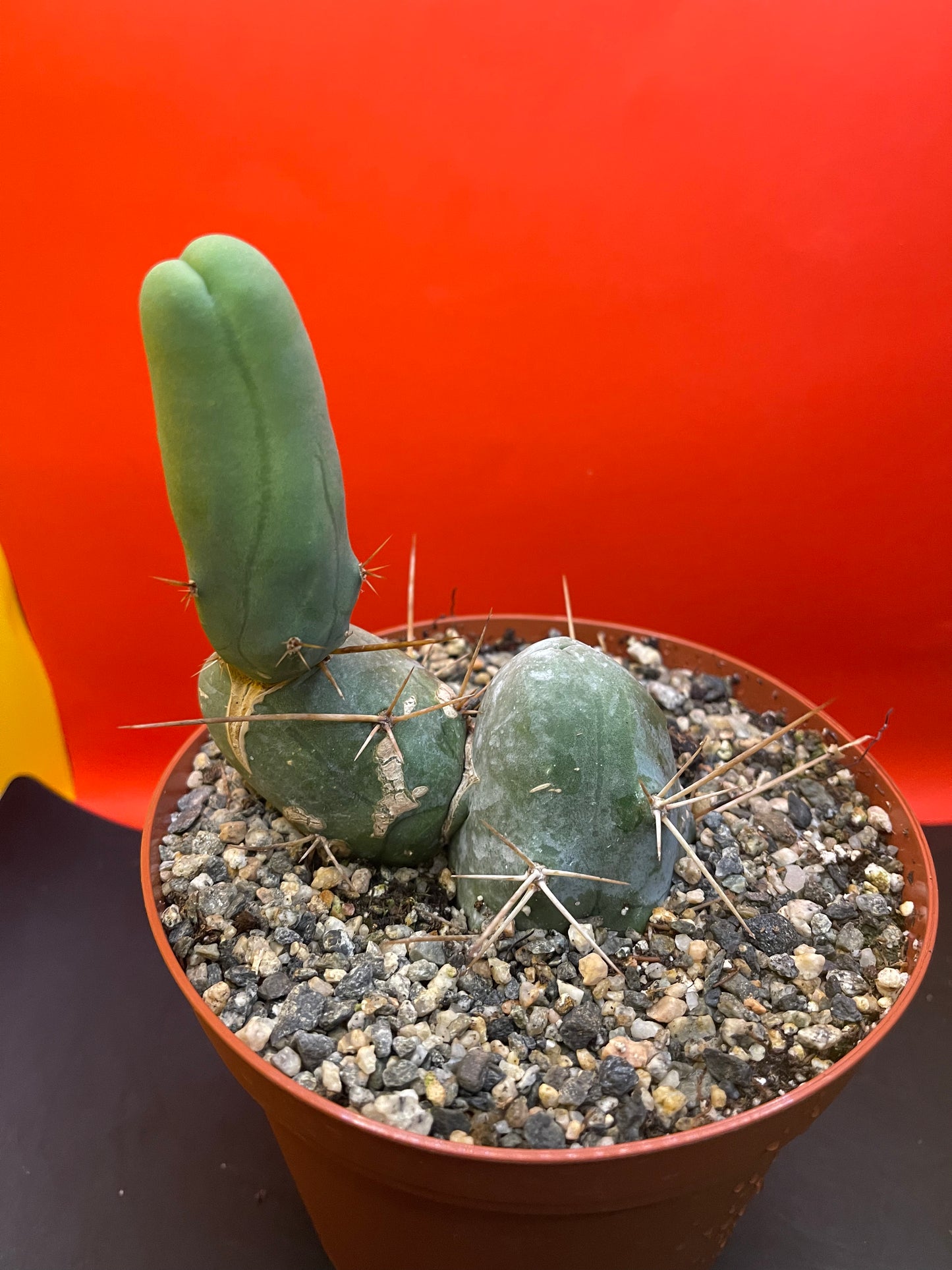 PENISCACTUS!!!