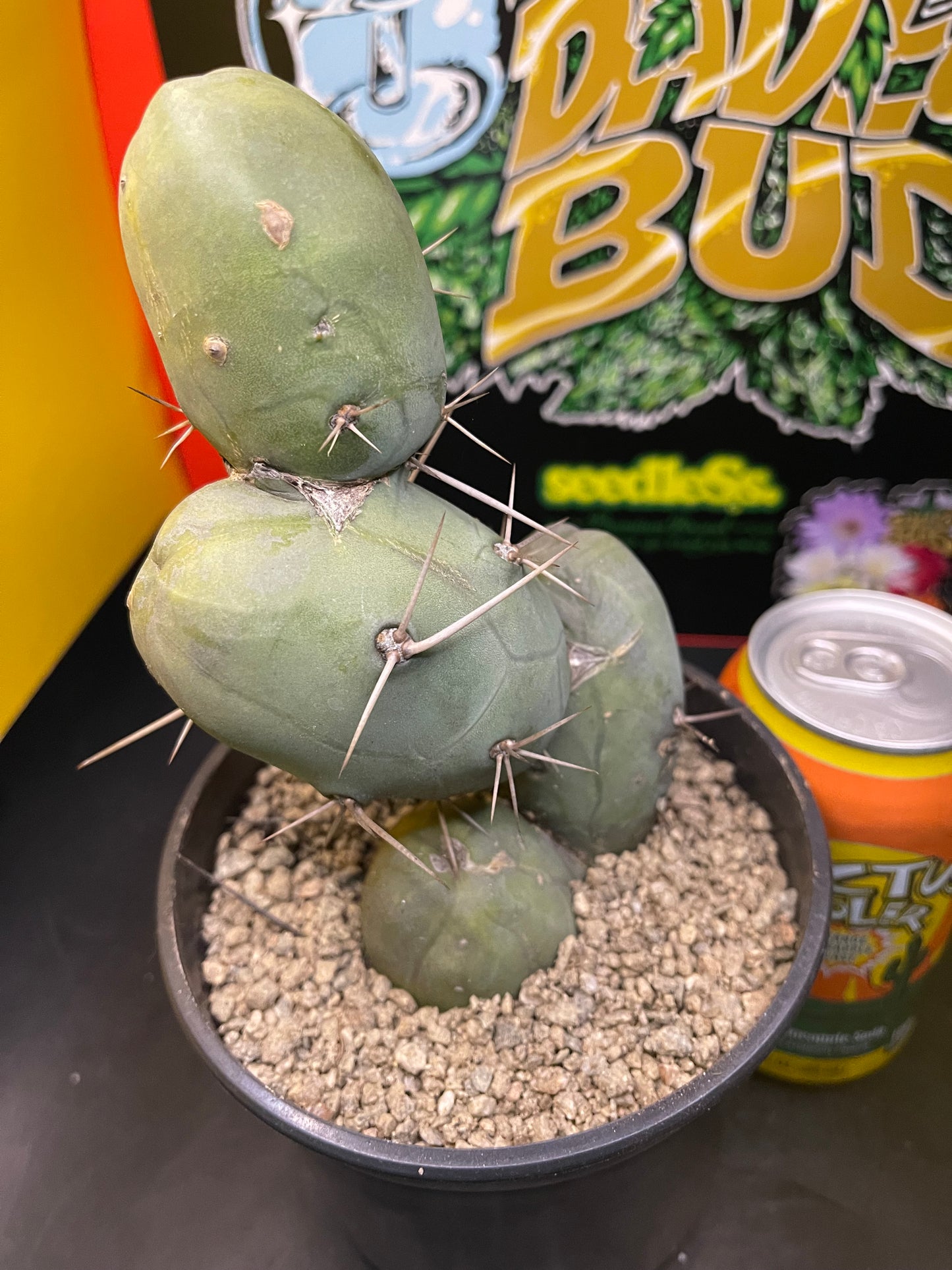 PENISCACTUS !!