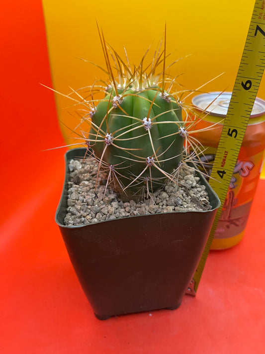 Trichocereus terscheckii