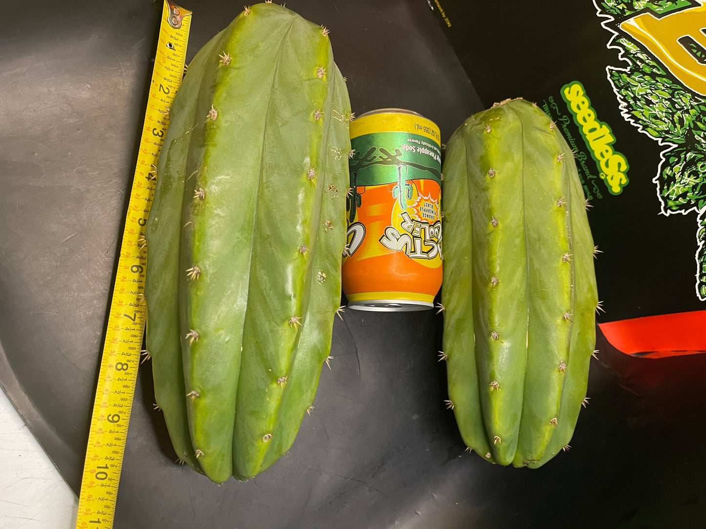 2 - 4” thick tips ! Big fat San Pedro cactus