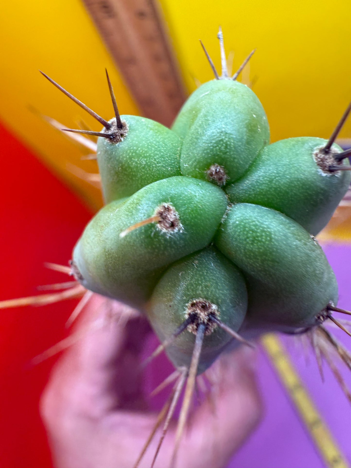 “MINI ME” trichocereus bridgesii