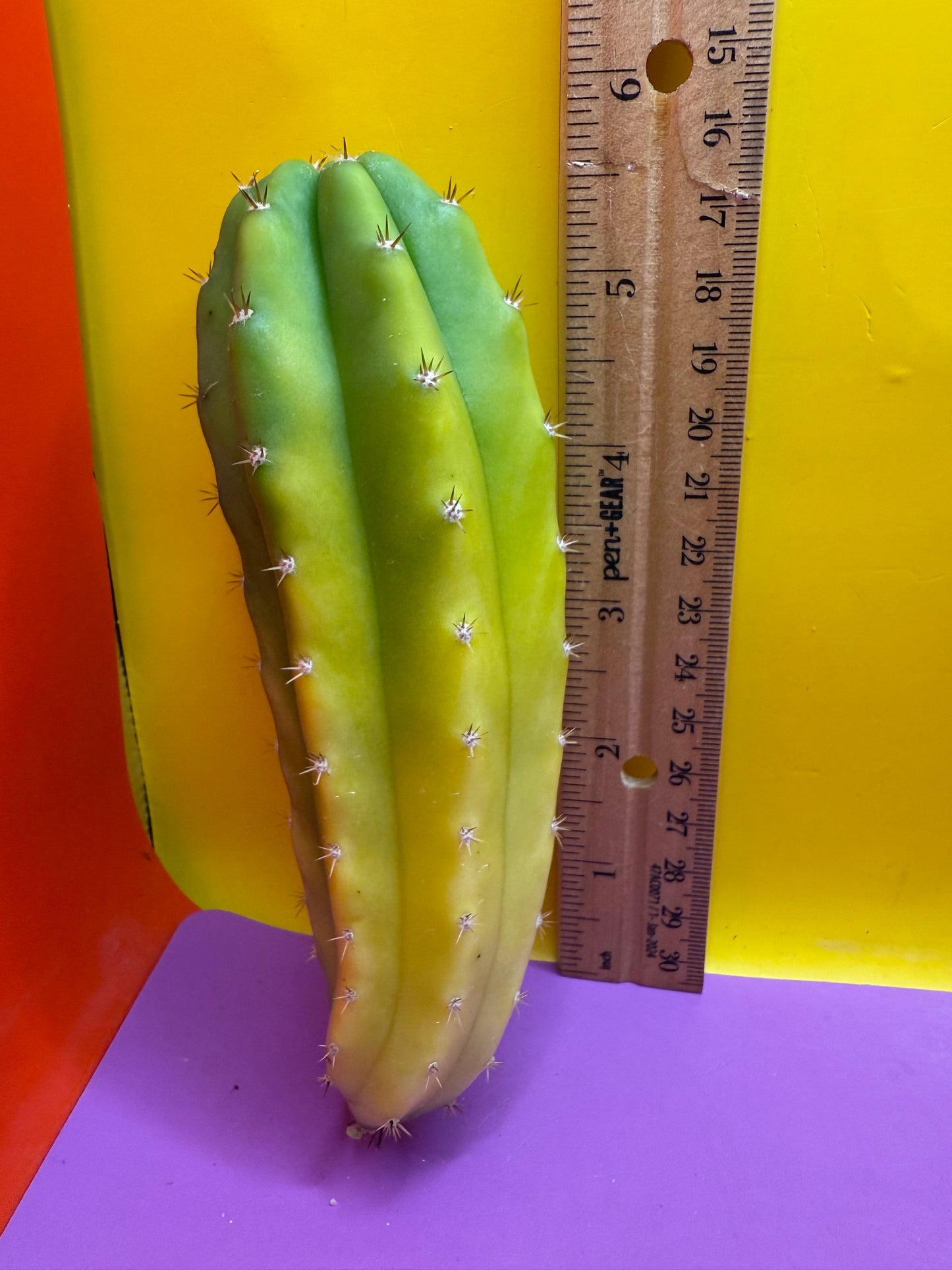 Banana San Pedro Cactus !