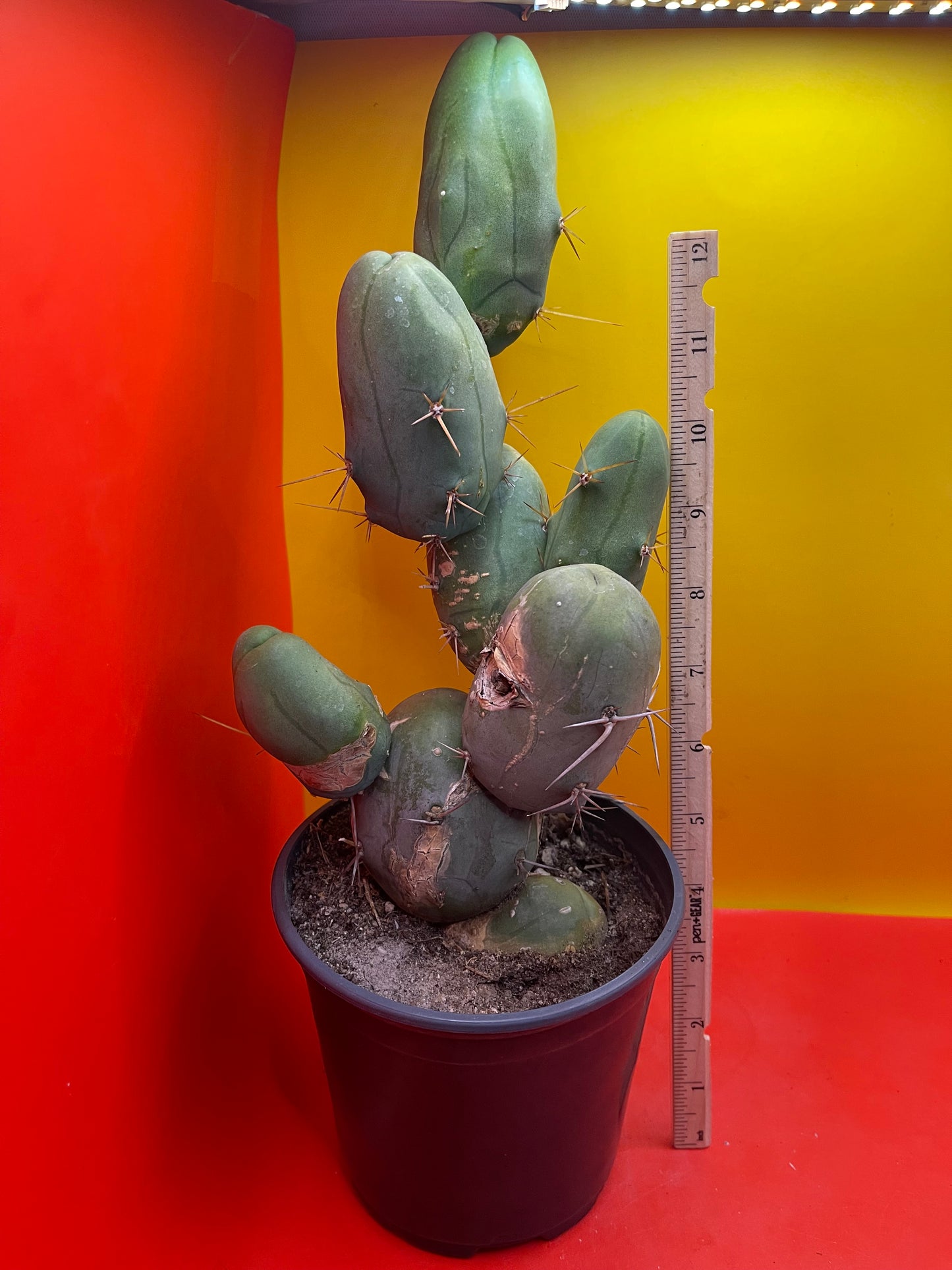 EXTRA LARGE TBM-b cactus in pot