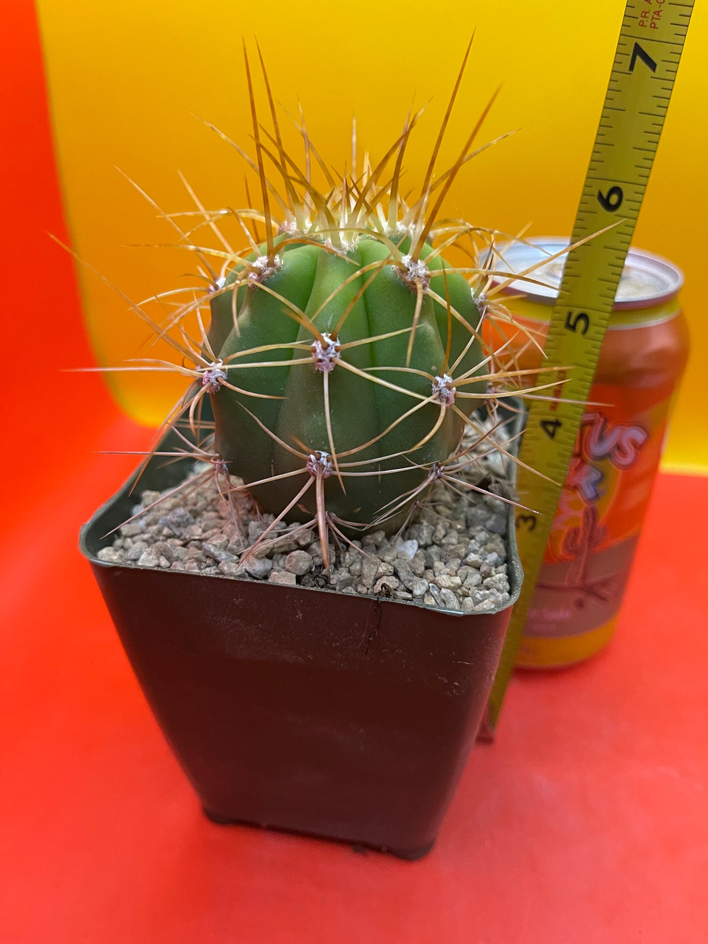 Trichocereus terscheckii