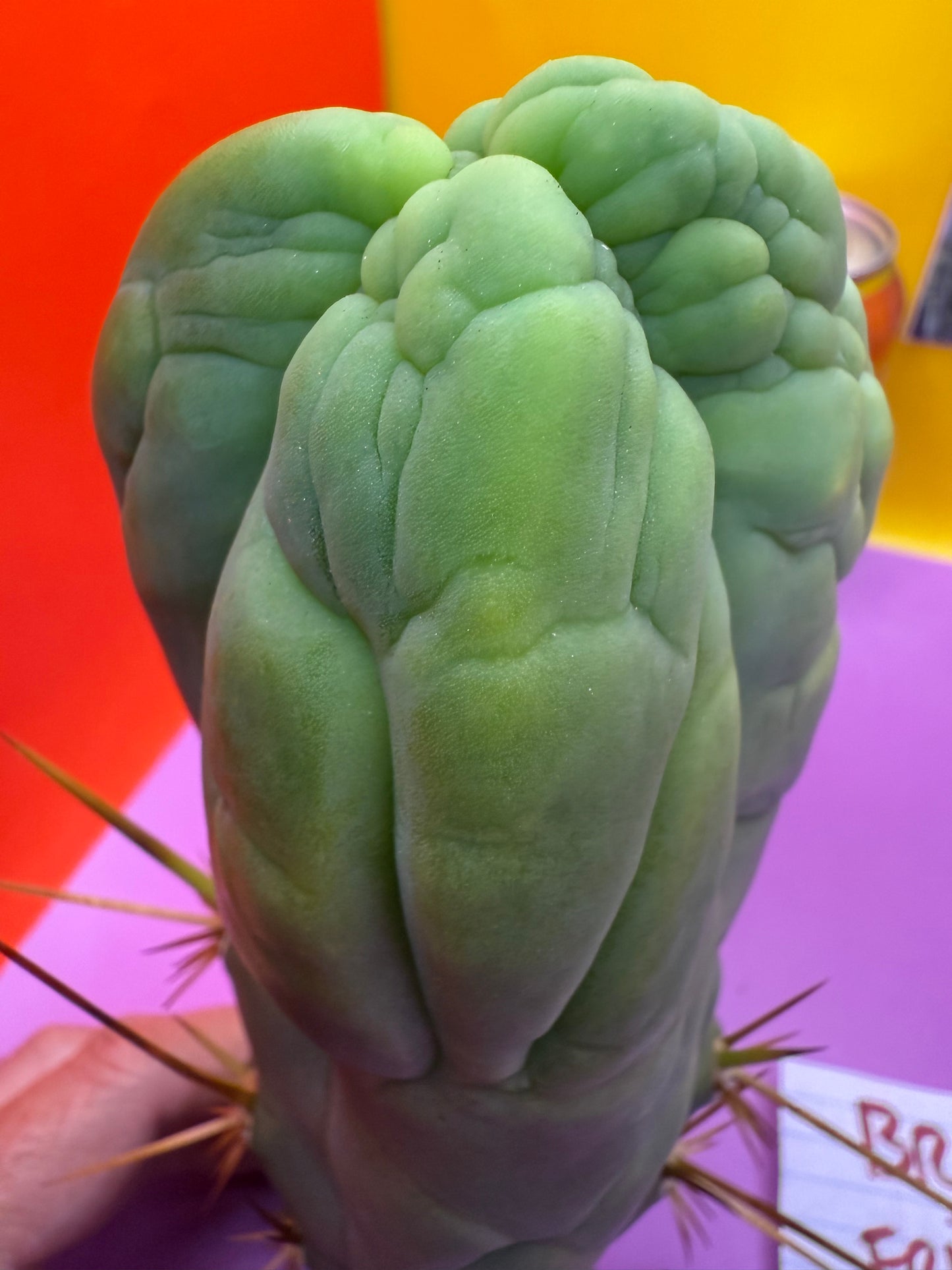 Bruce’s Dragon - almost 3” thick !