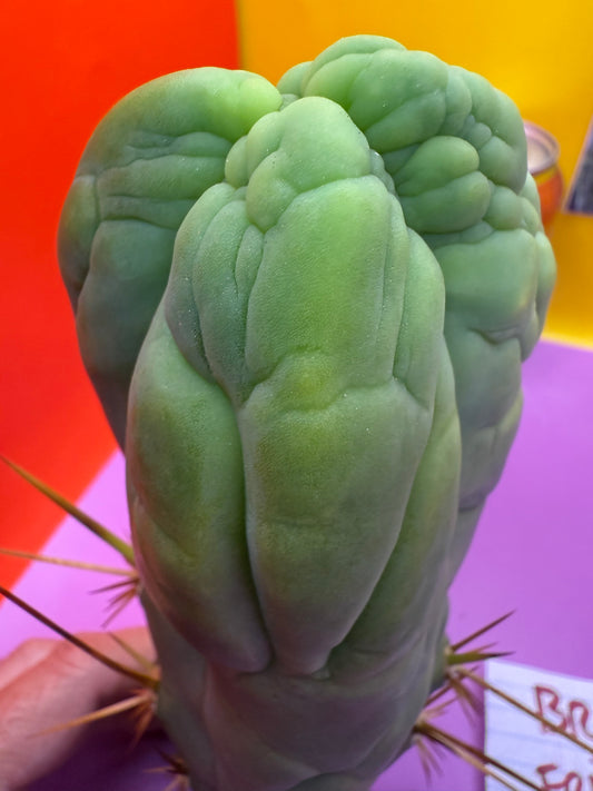 Bruce’s Dragon - almost 3” thick !