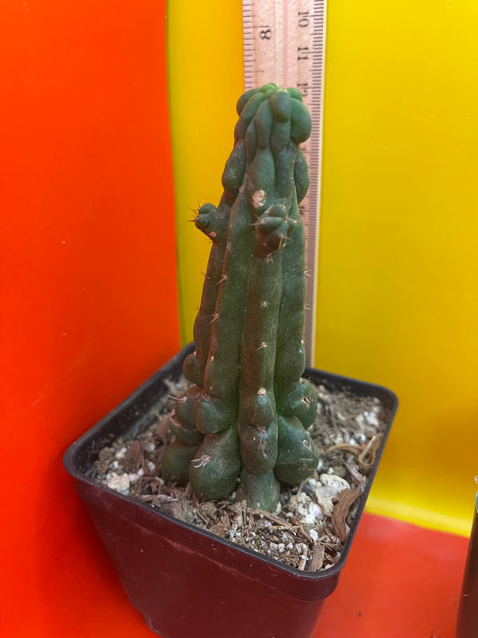 TPMonstrose !