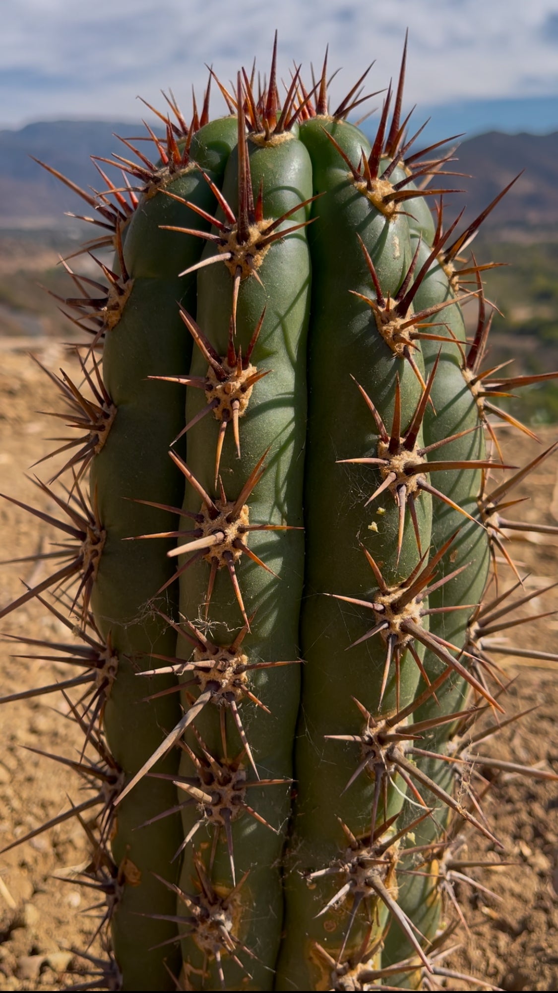 Tacaquirensis x Serra Blue O.P. Seeds