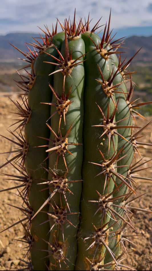 Tacaquirensis x Serra Blue O.P. Seeds