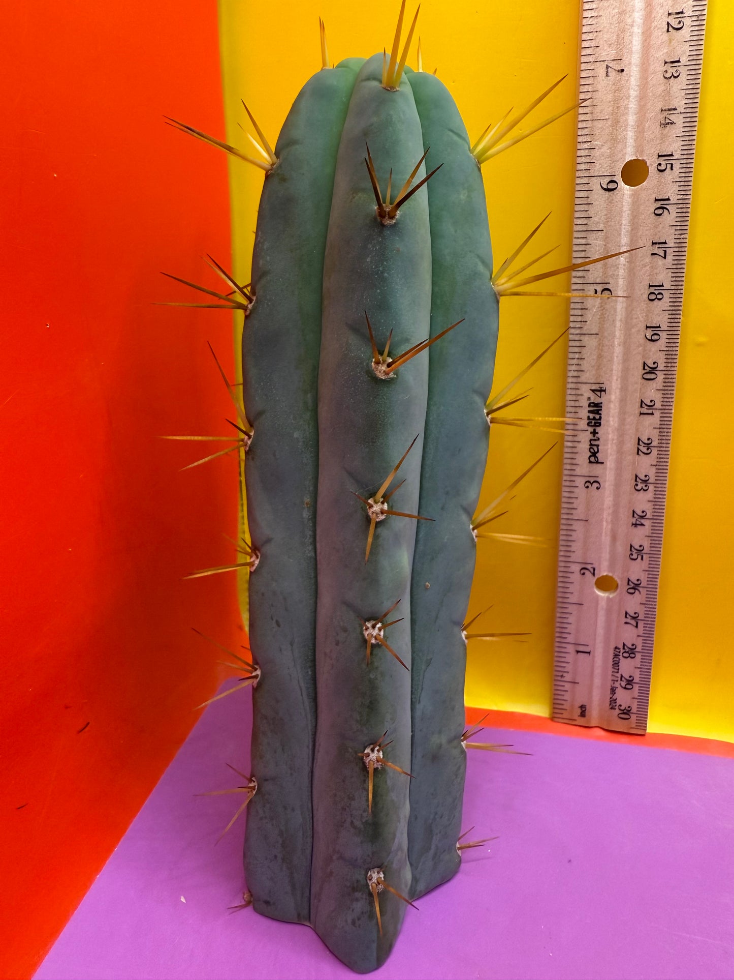 “Son of Ron” flawless tip cutting