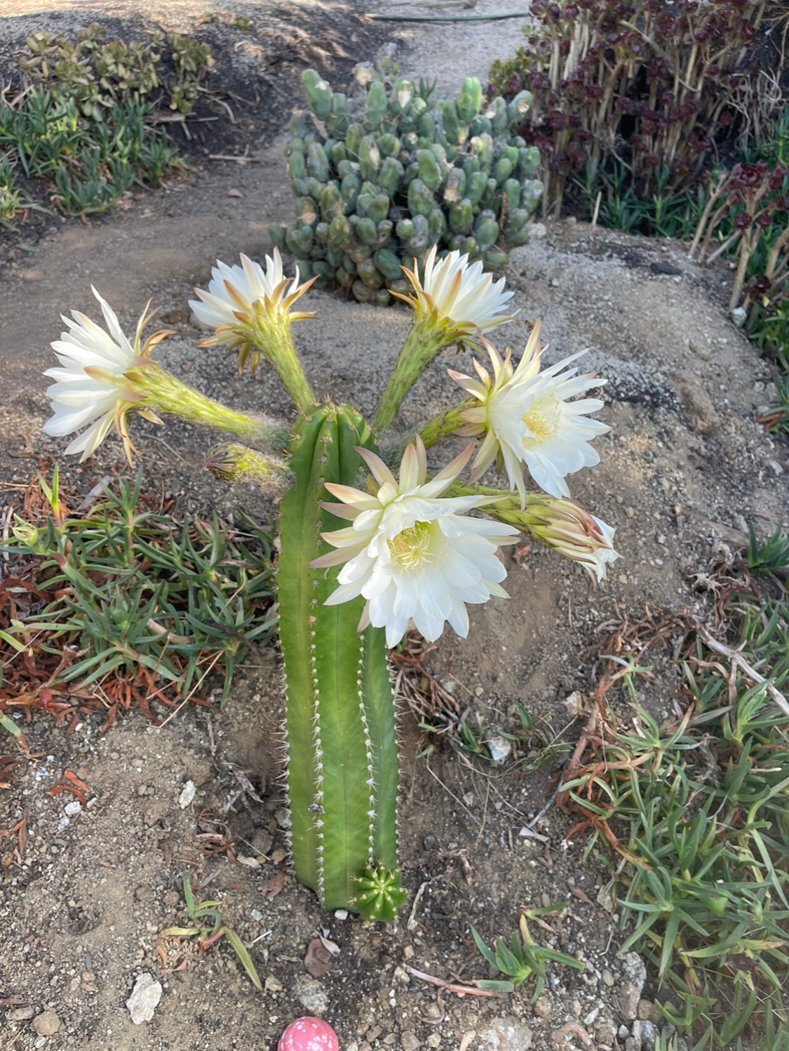 CACTO HEBRIDO cactus cutting ! The second Picture  shows cutting for sale