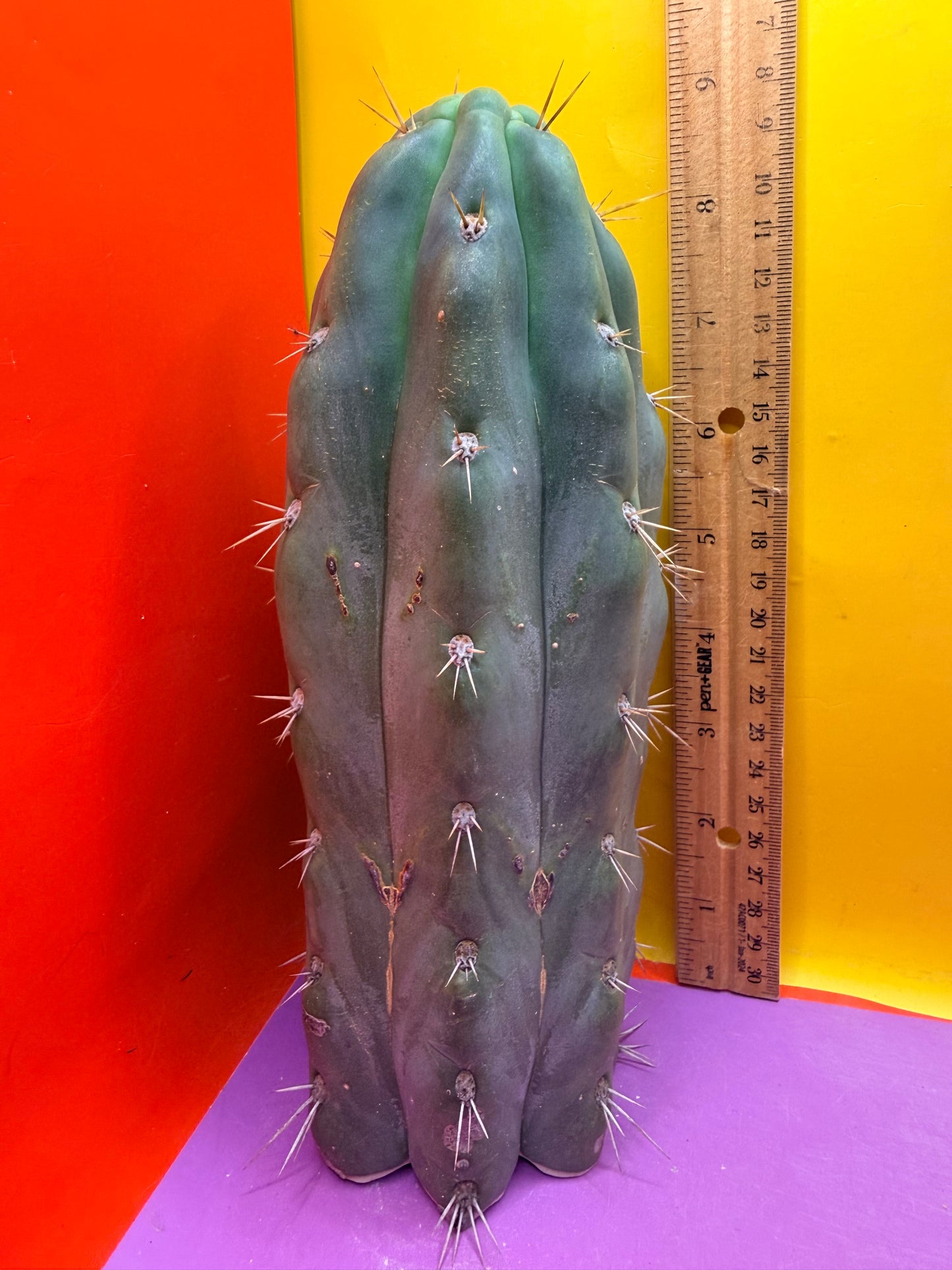 SS03 !!! TRICHOCEREUS