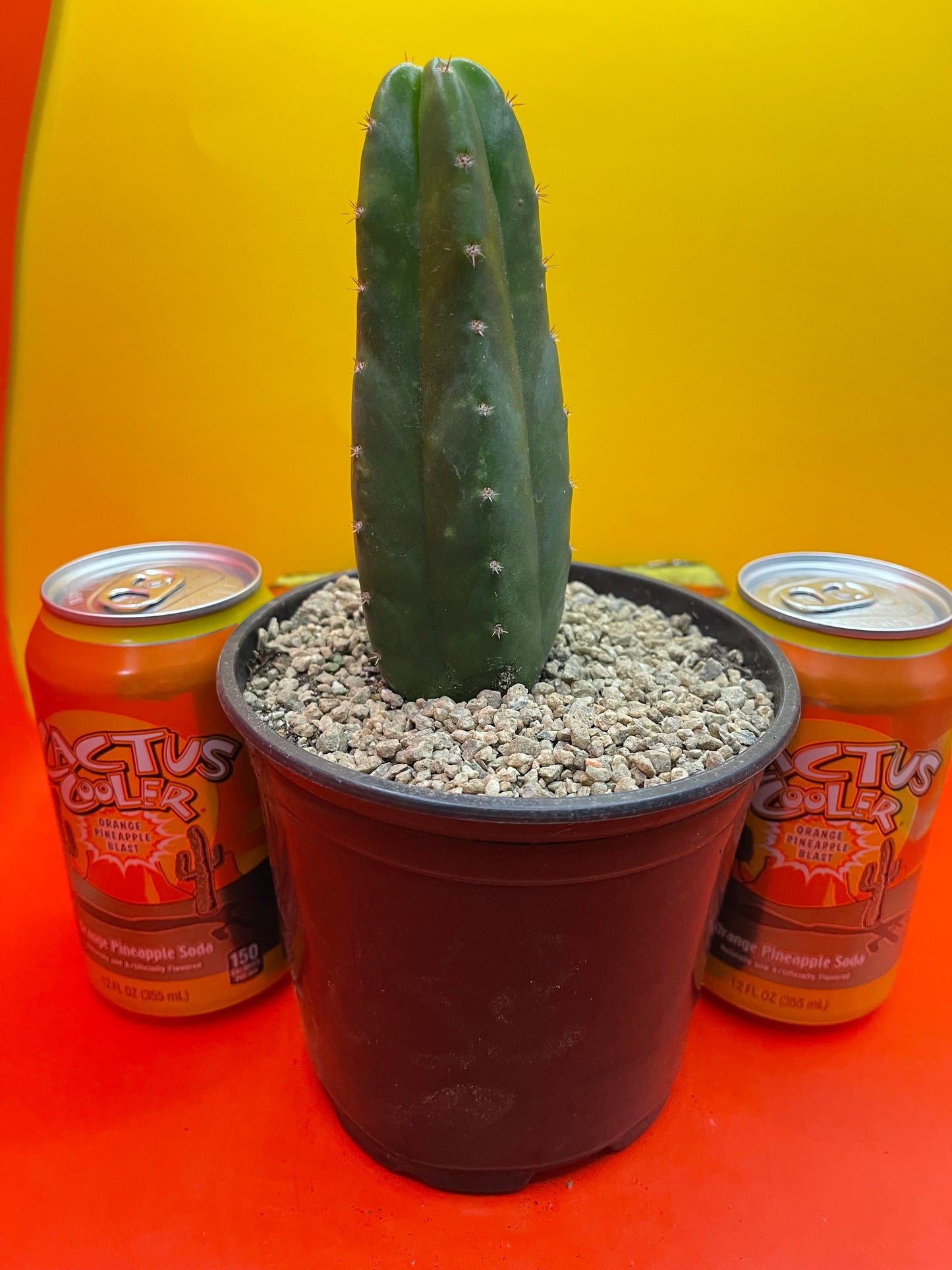 SAN PEDRO CACTUS !