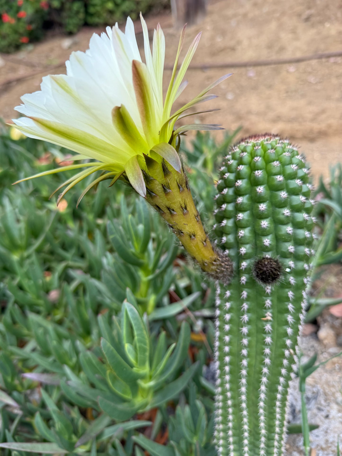 Trichocereus Brevispinulosus x Cahuilla seeds