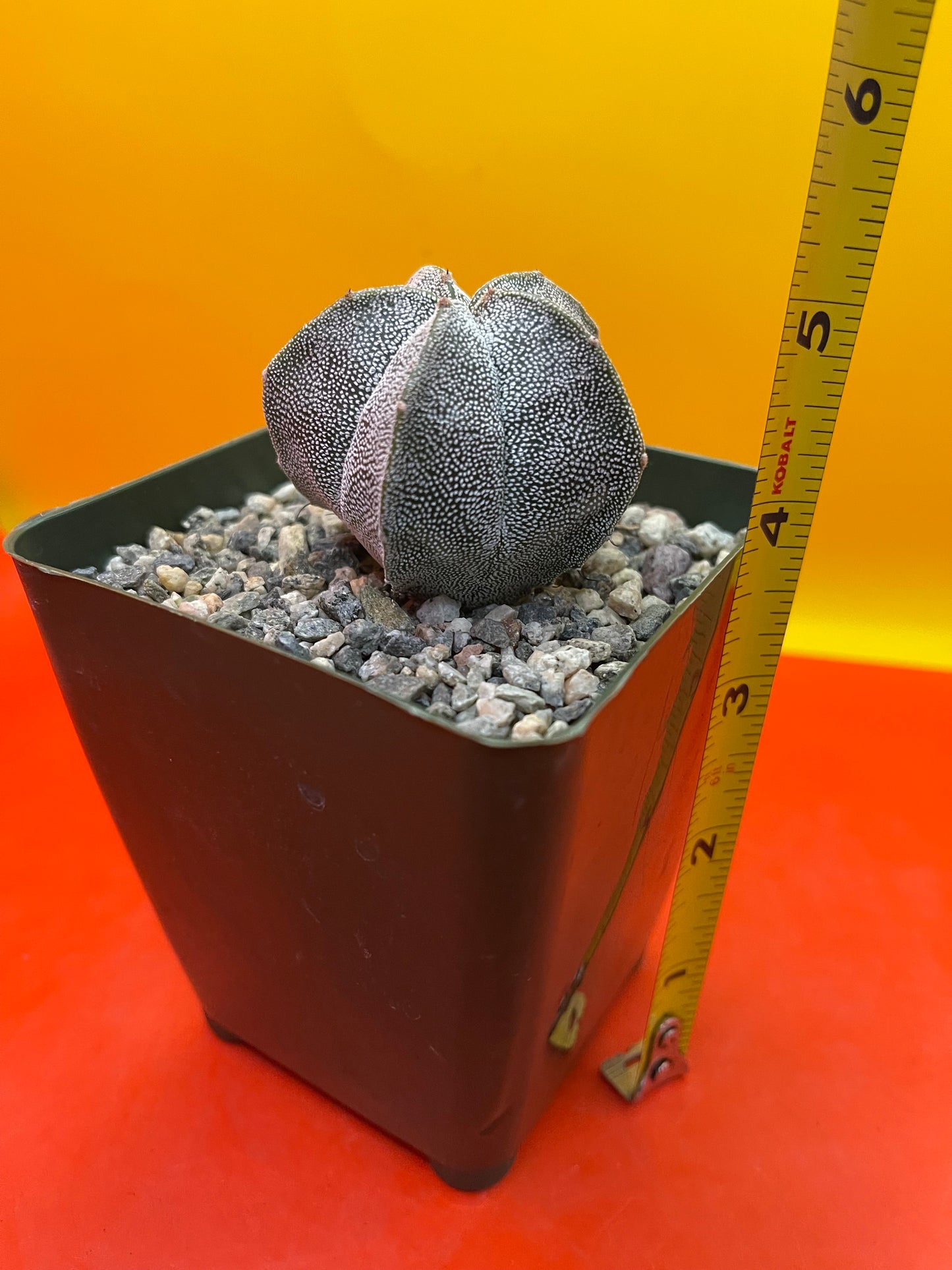 Potted Astrophytum